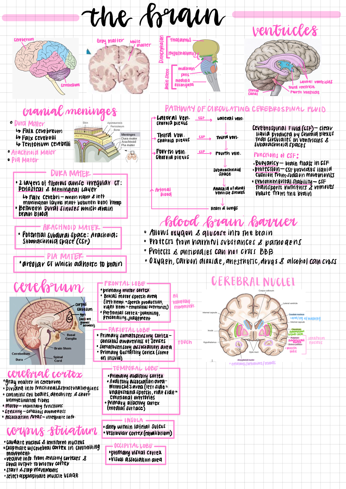 Unit 2 Lecture 5 (The Brain) - thermohaline ventricles cerebervm Grey ...