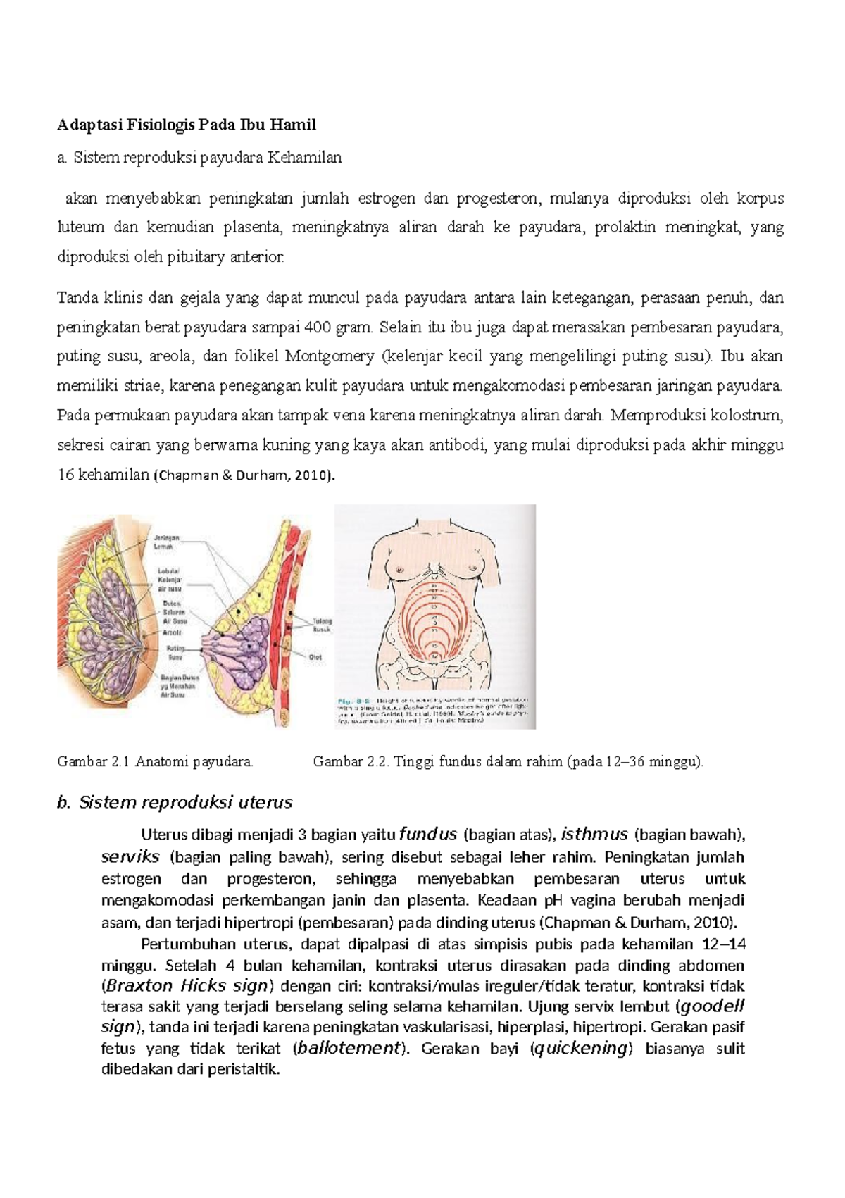 Adaptasi Fisiologis Pada Ibu Hamil - Sistem reproduksi payudara ...