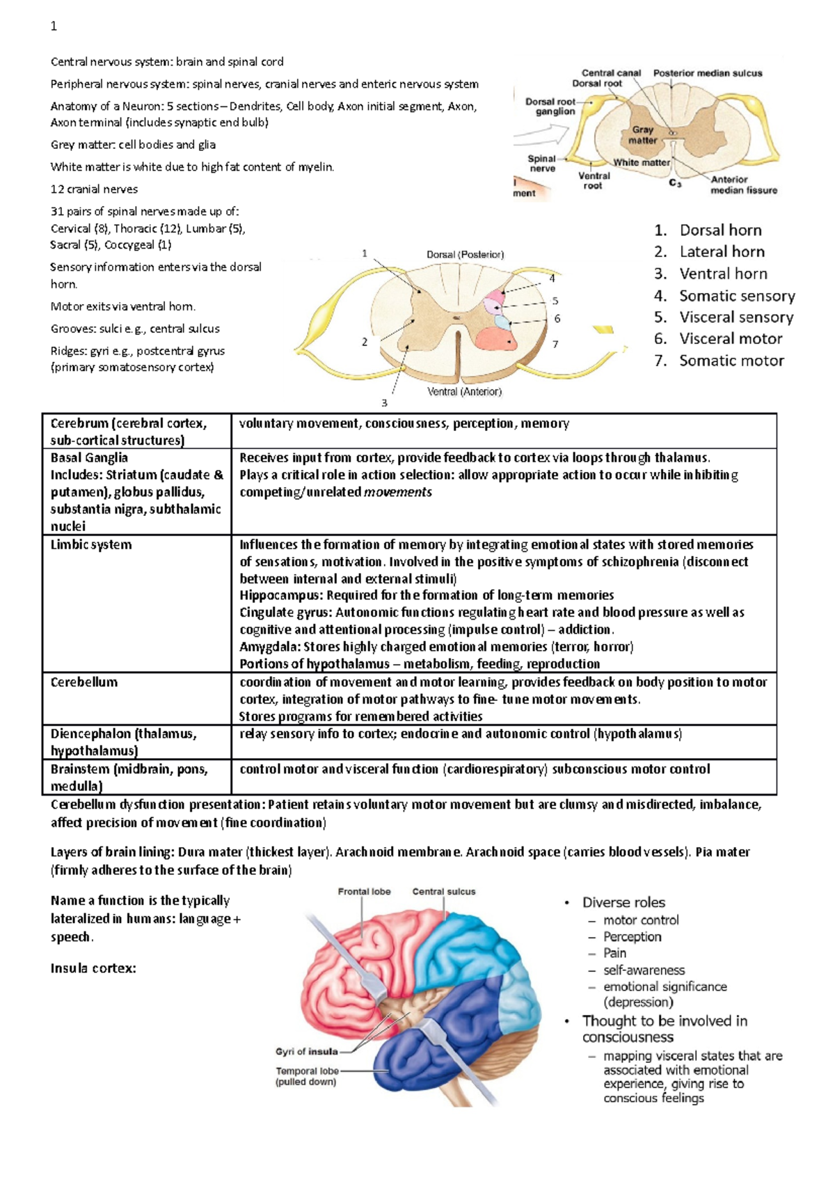 Mental table - Central nervous system: brain and spinal cord Peripheral ...