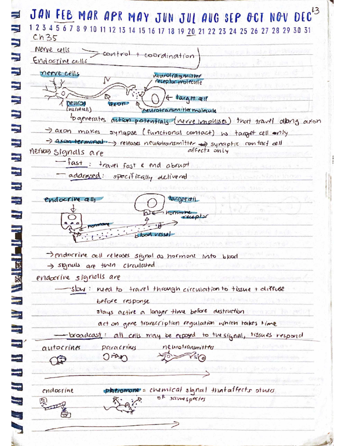Ch35 - Endocrine and Nervous System - 111 - Studocu