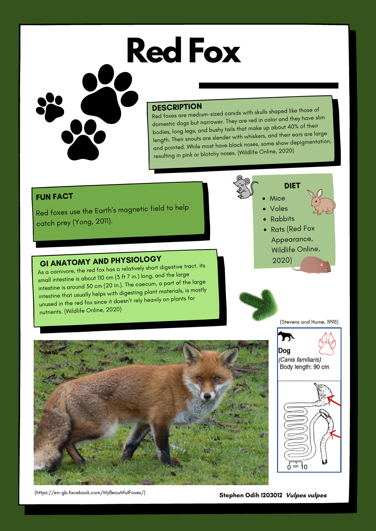Red Fox Infographic - Note: My font was too small - FUN FACT Red foxes ...