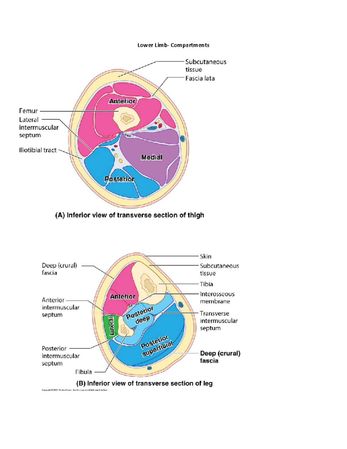 Compartments - BIO 2233 Fall 2021 Instructor: Prof. Frank Nelson ...