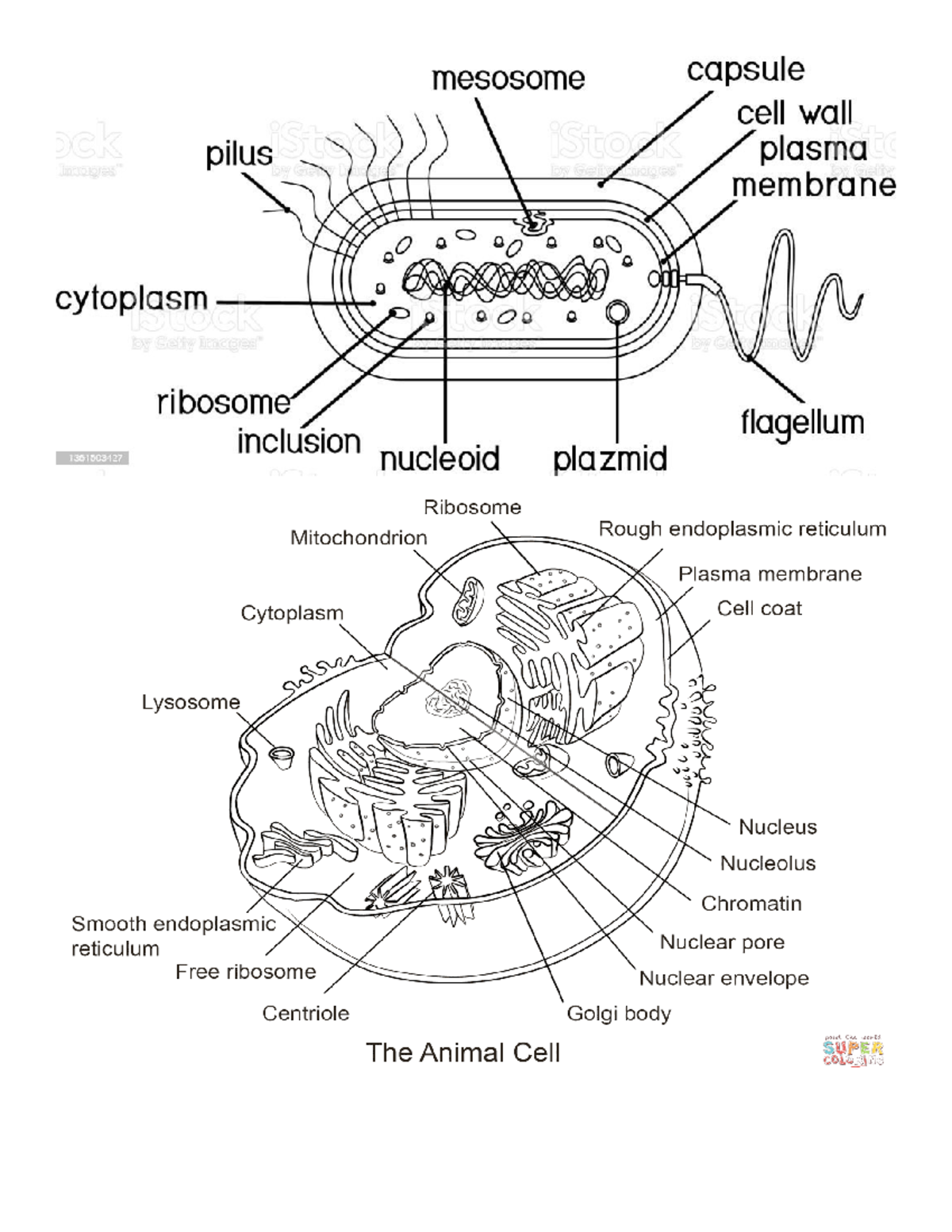 Dibujo de las células - mesosome capsule cell wall ck pilus plasma ...