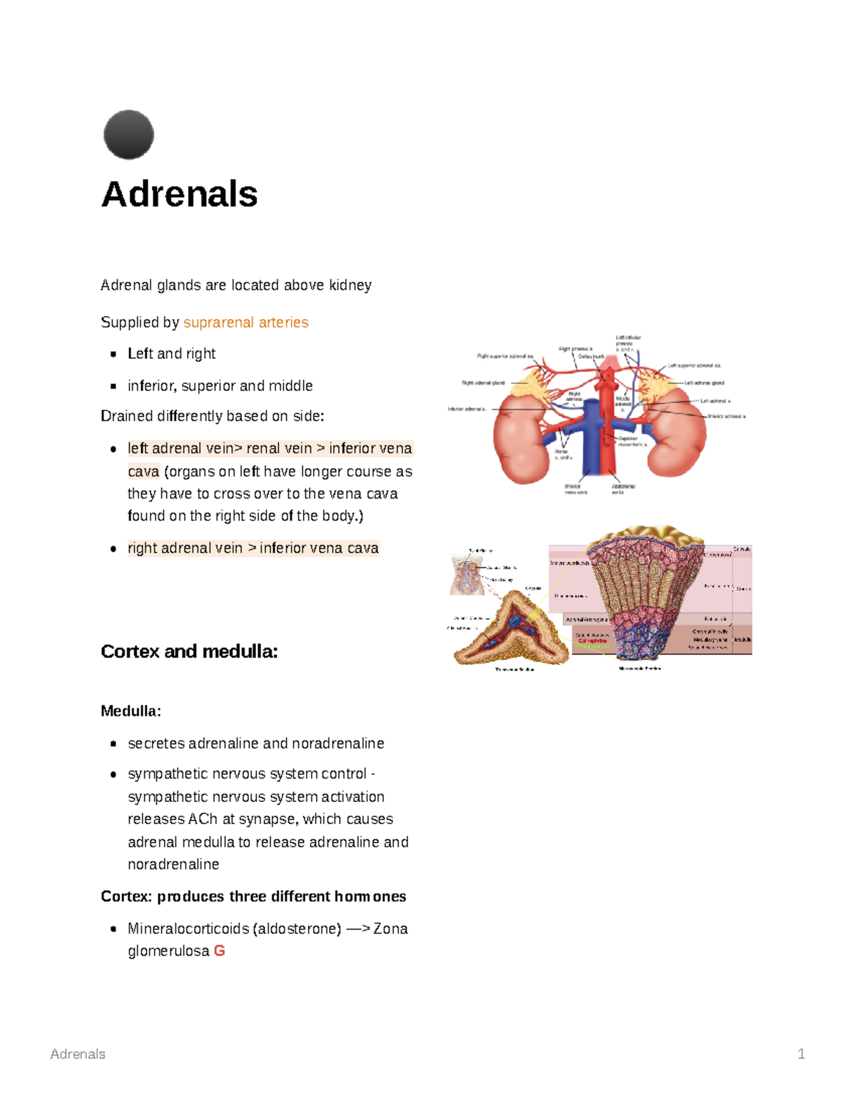 Adrenals anatomy and physiology - MED101 - Sheffield - Studocu