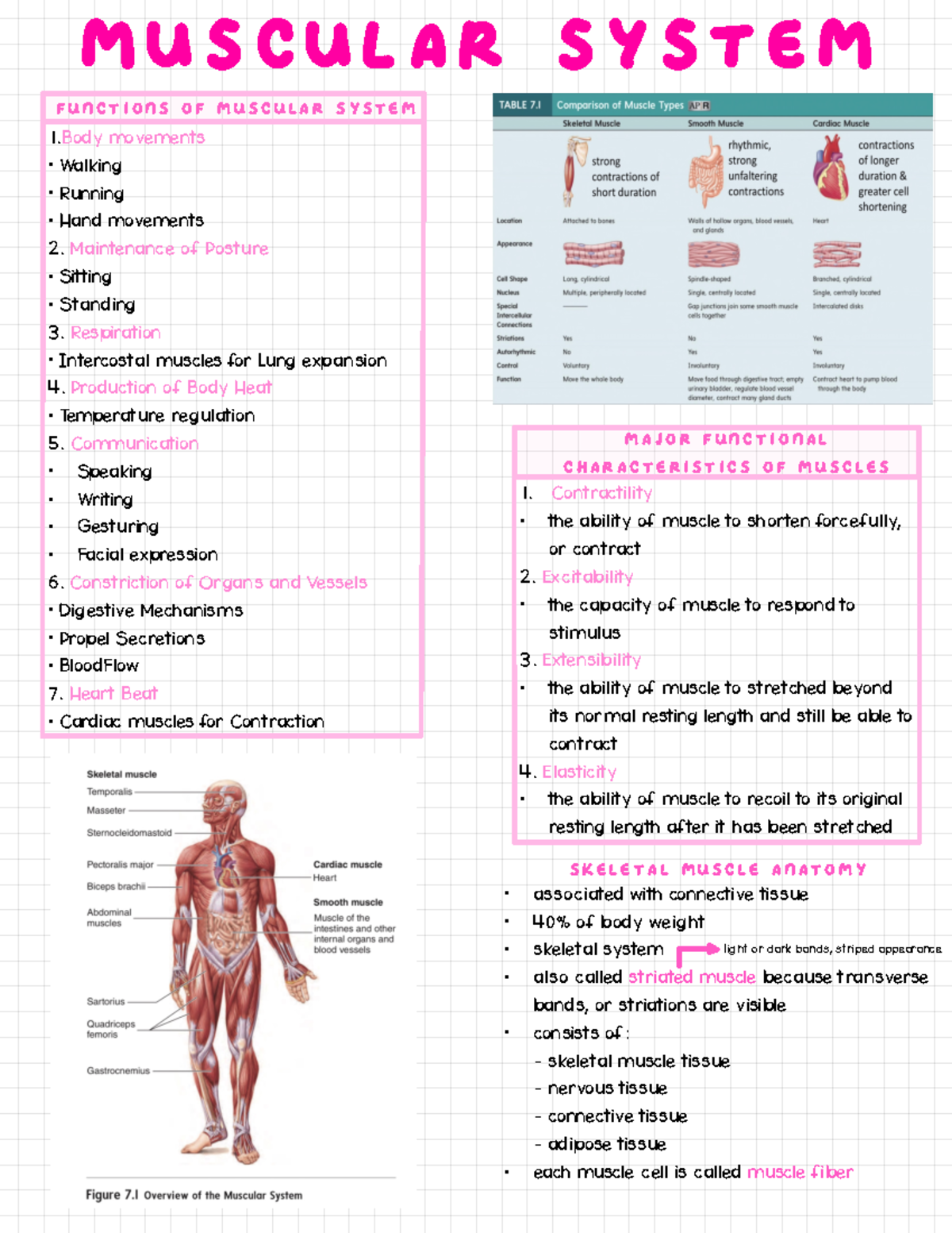 Muscular System - MUSCULAR SYSTEM FUNCTIONS OF MUSCULAR SYSTEM 1 ...
