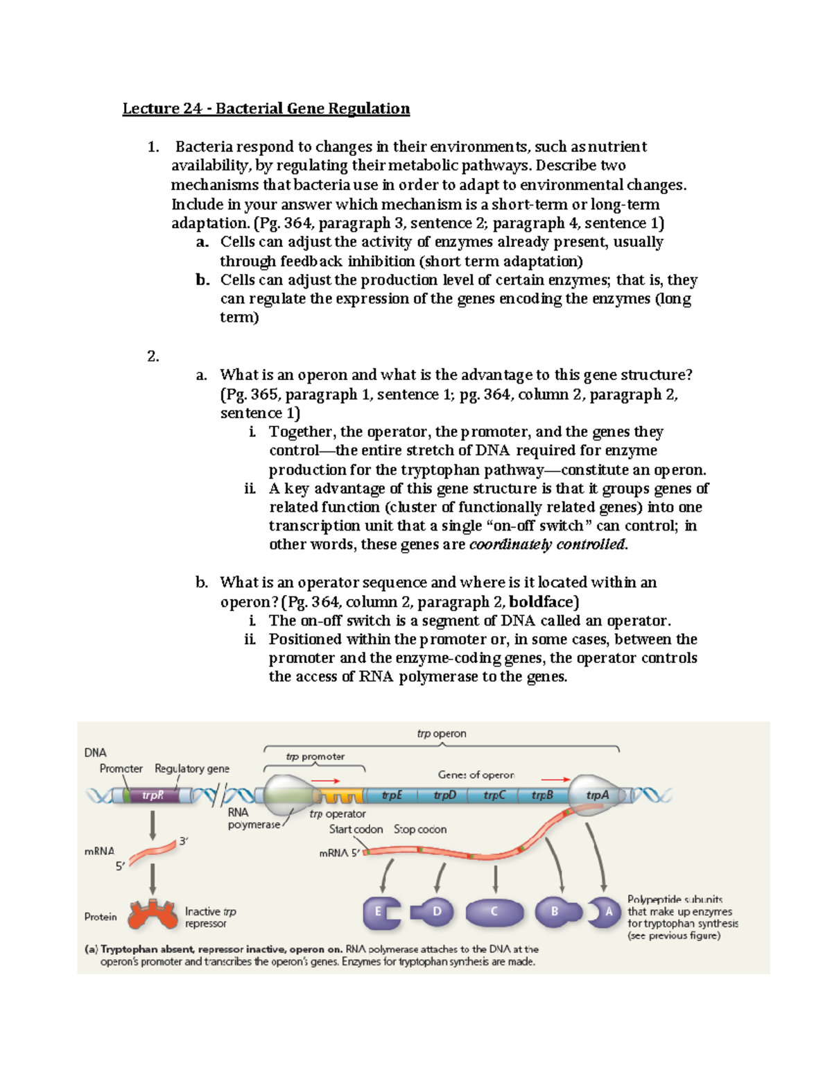 2112 Lecture 24 Study Guide - Lecture 24 - Bacterial Gene Regulation ...