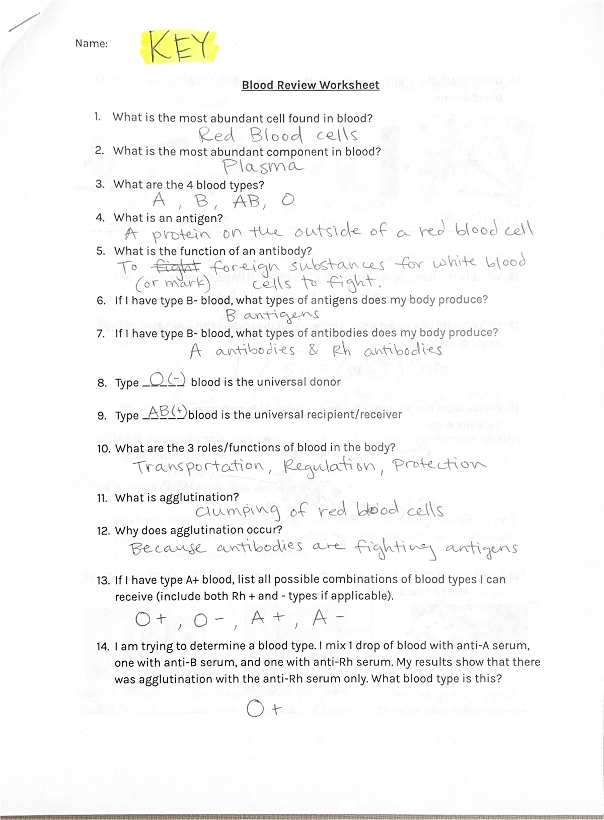 Blood Review Worksheet KEY Studocu