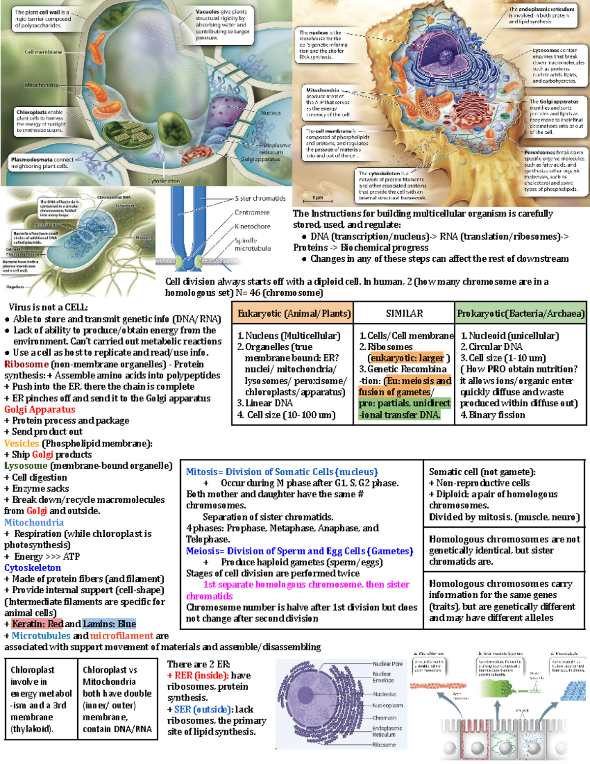 Inclass Quiz Cheat Sheet The Instructions for building multicellular organism is carefully