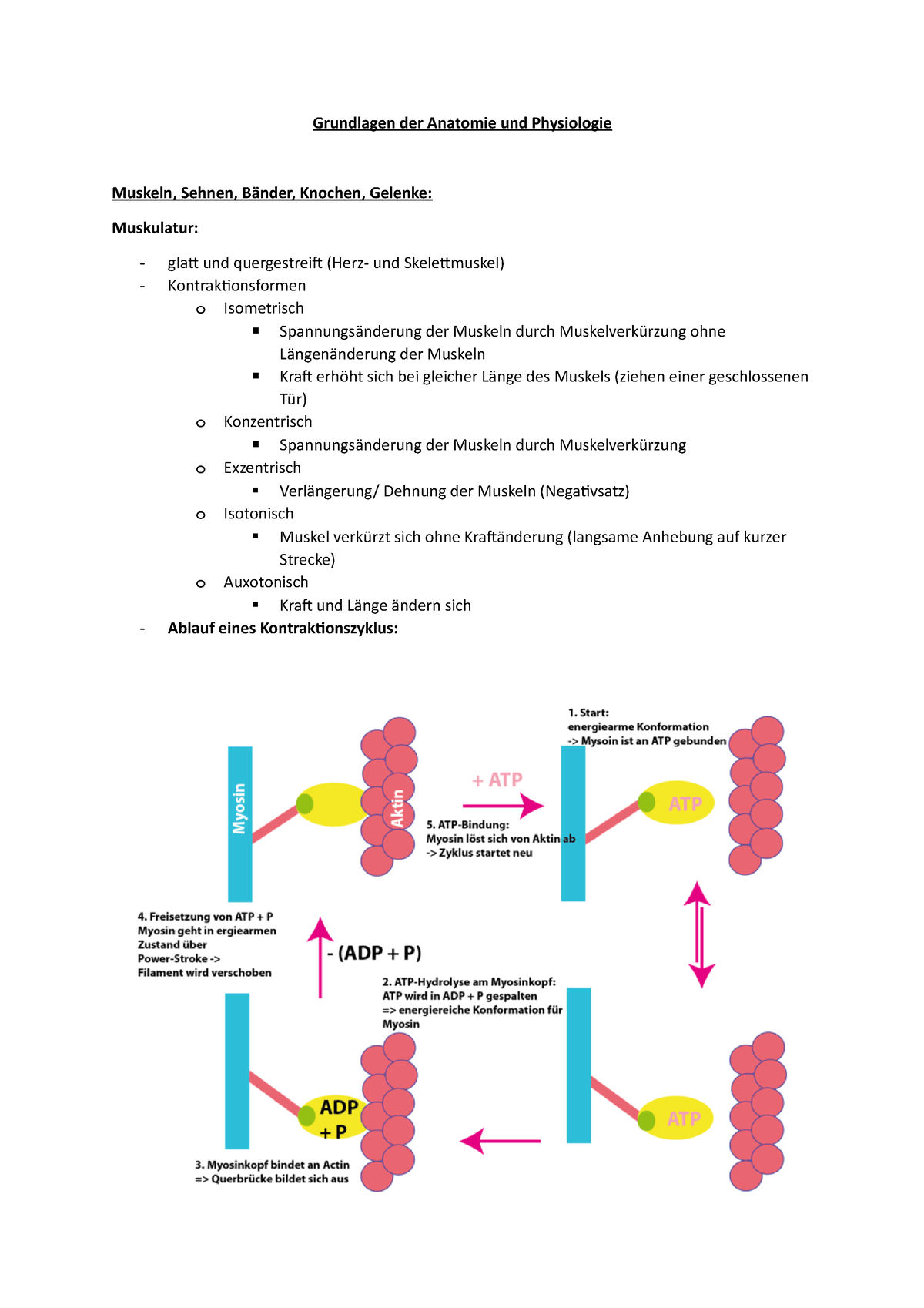 Grundlagen der Anatomie und Physiologie komplett Zusammenfassung