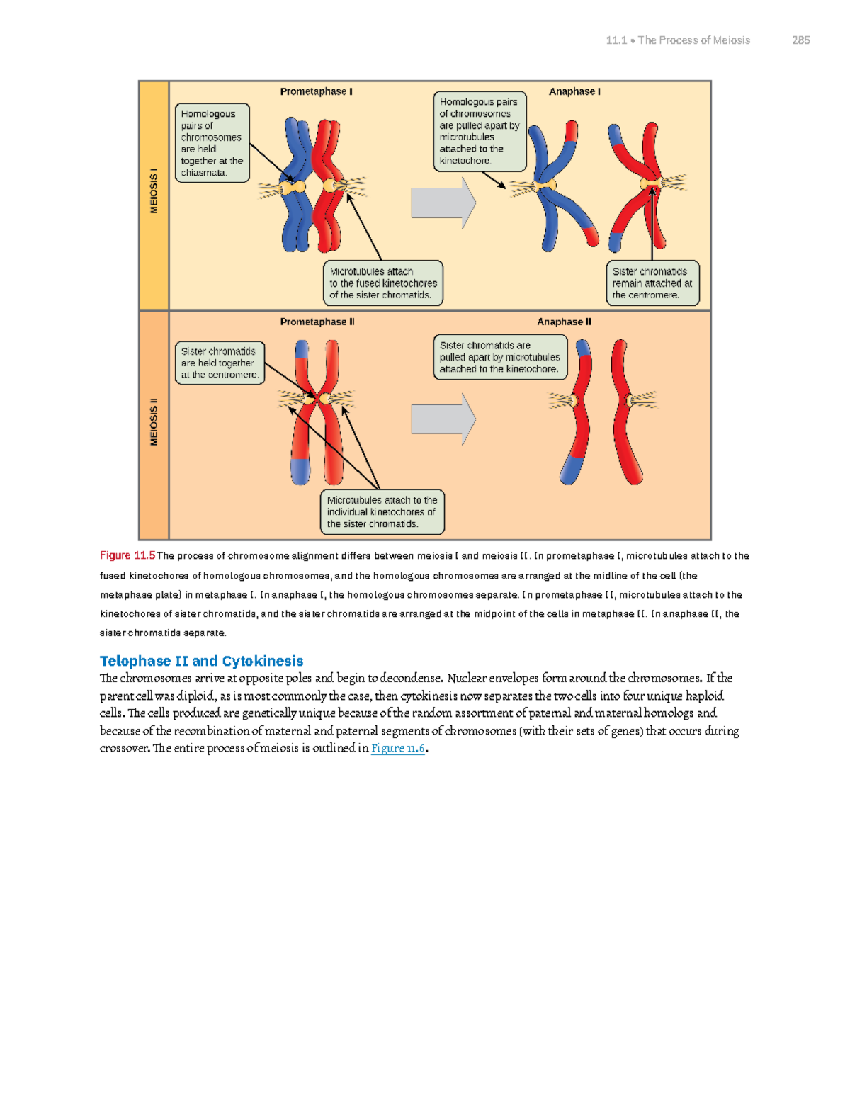 Chapter 11 Meiosis And Sexual Reproduction Part 3 Figure 11 The