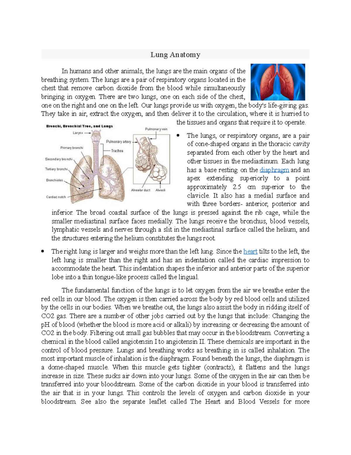 Lung-Anatomy - Lung-Anatomy - Lung Anatomy In humans and other animals ...