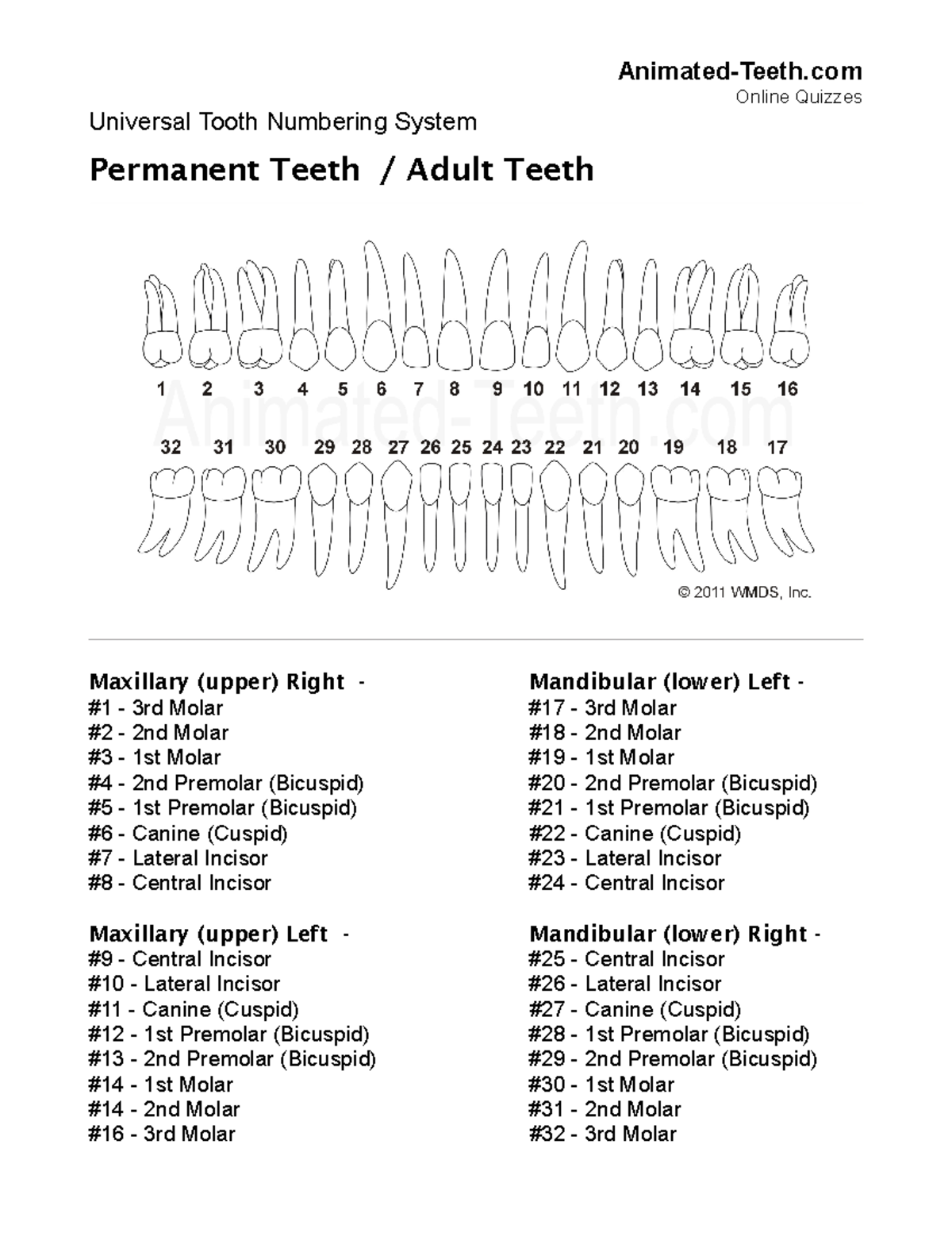 Toothnumberingpermanent AnimatedTeeth Online Quizzes Universal