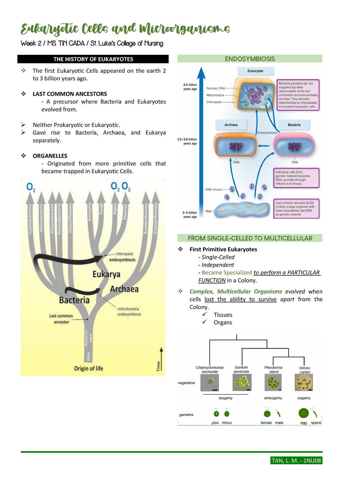 3 Eukaryotes (With Laboratory) - Week 2 /MS.TINCADA/St ...