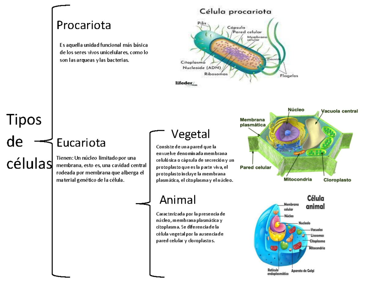 Biologia en la salud - afasdfassfad - Tipos de células Procariota Es ...