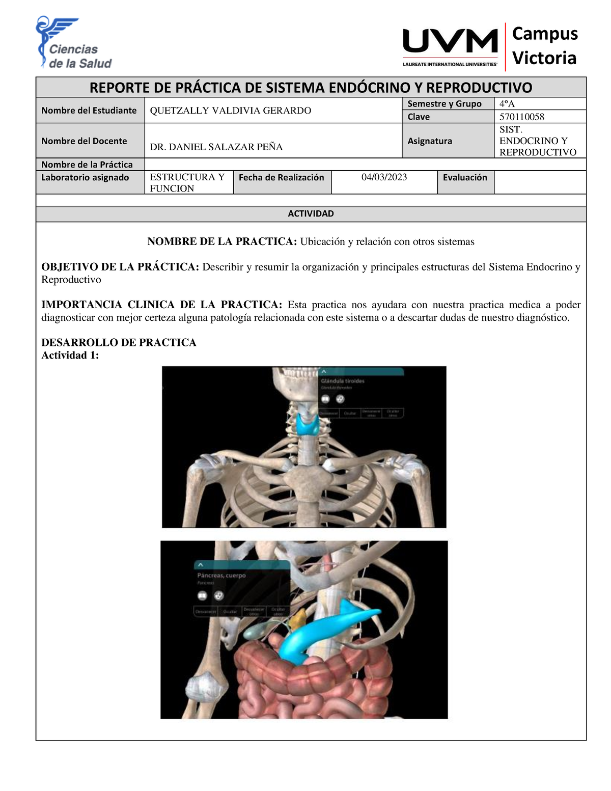 Reporte Practica Endocrino Victoria Reporte De Pr Ctica De Sistema End Crino Y Reproductivo