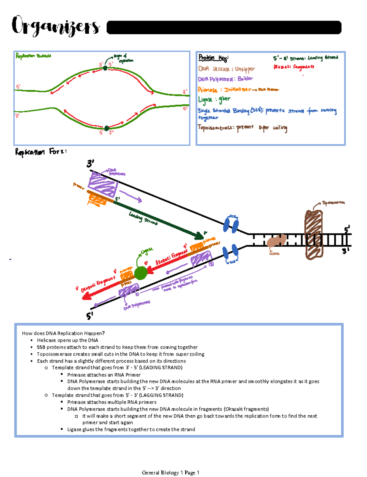 DNA REP Organizer How does DNA Replication Happen? Helicase opens up the DNA SSB proteins
