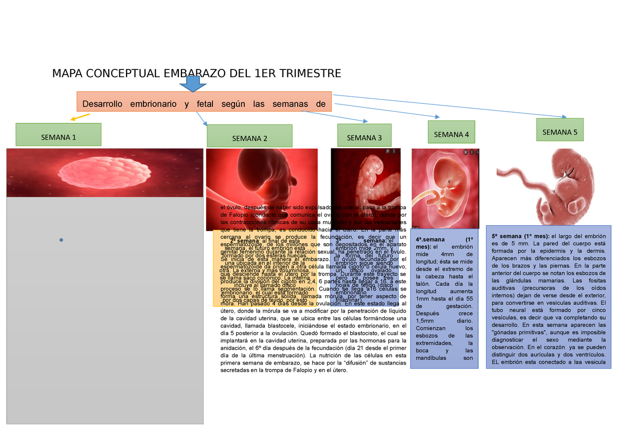 MAPA Conceptual Embarazo DEL 1ER Trimestre - MAPA CONCEPTUAL EMBARAZO DEL  1ER TRIMESTRE Desarrollo - Studocu