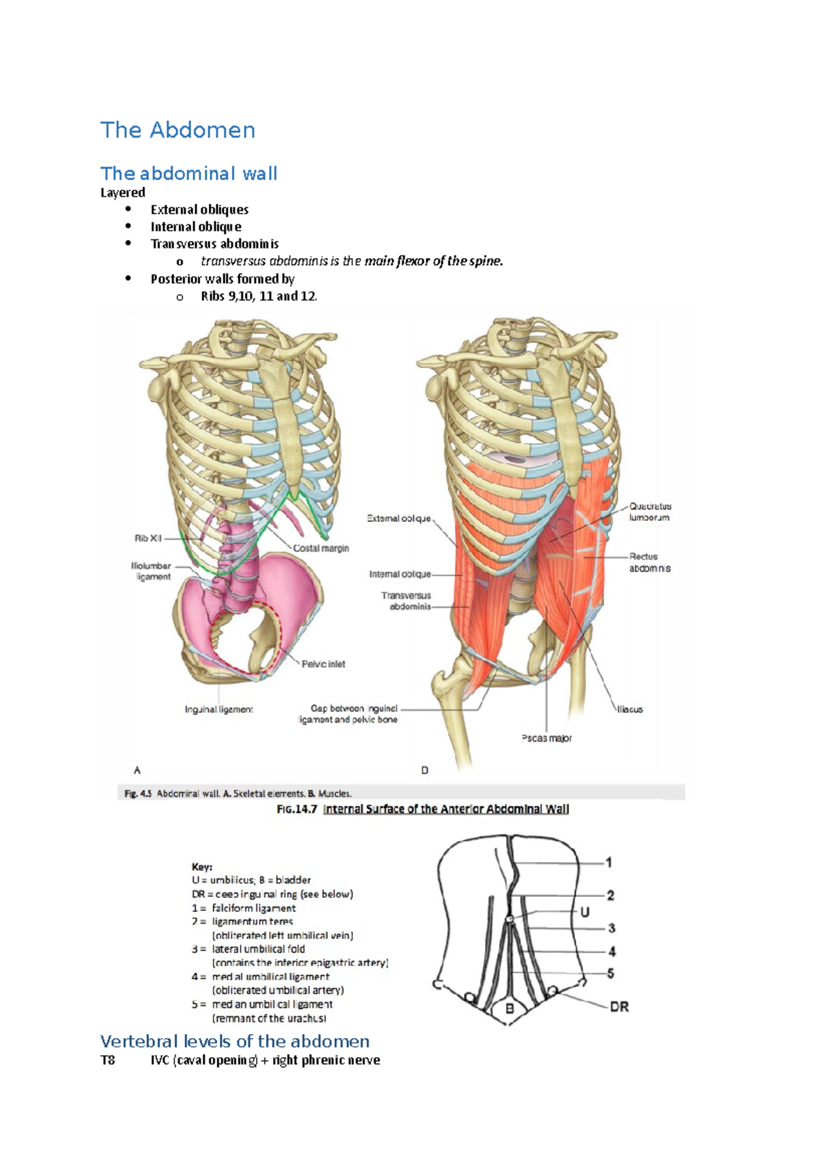 The Abdomen - Lecture Notes Sessions 14-20 Of The FAB Course - The ...