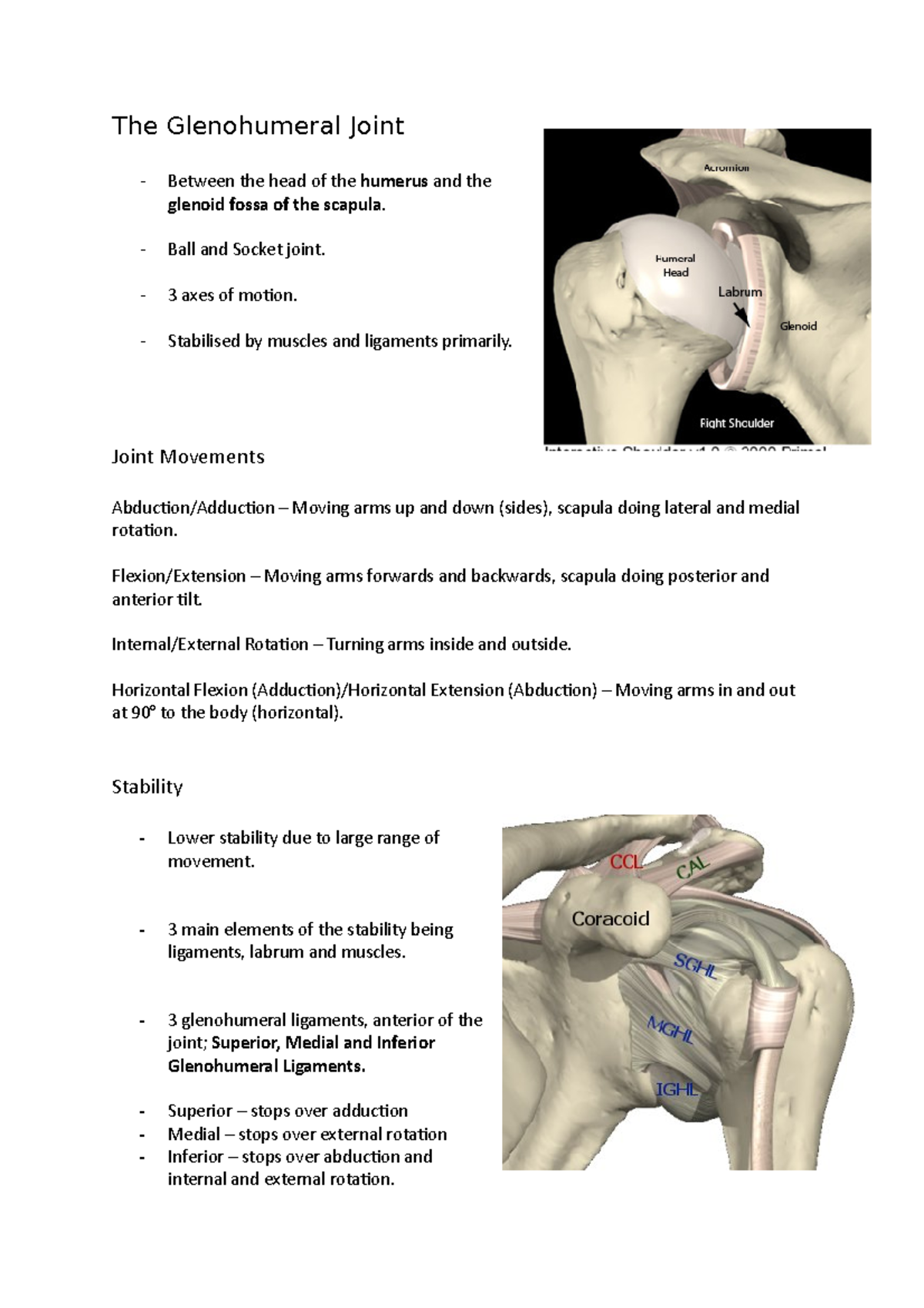 The Glenohumeral Joint - The Glenohumeral Joint Between the head of the ...