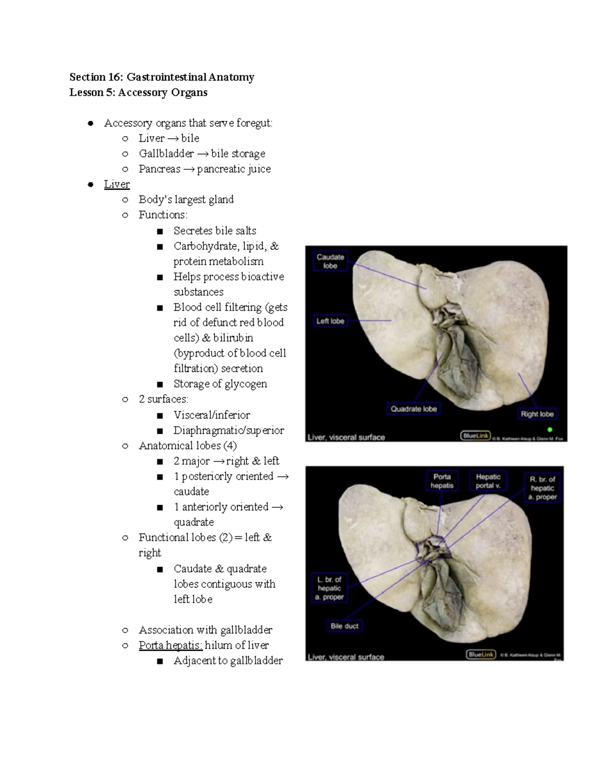 60 Accessory Organs Section 16 Gastrointestinal Anatomy Lesson 5 Accessory Organs Accessory