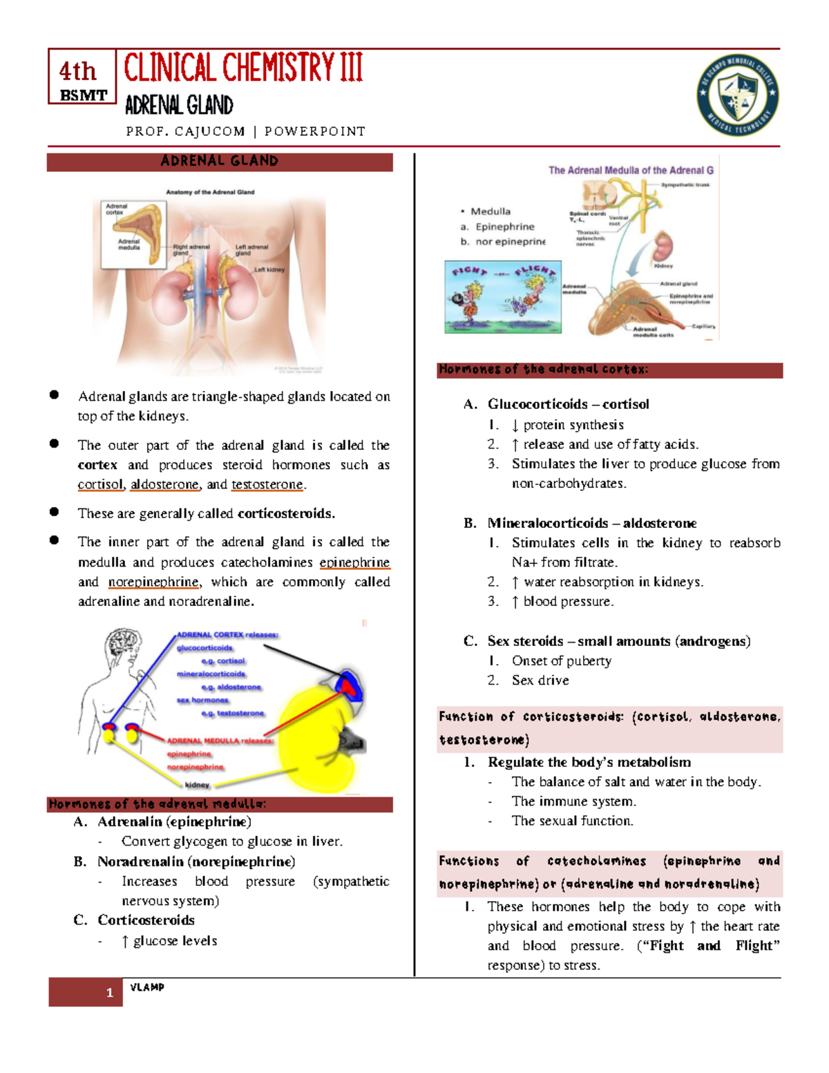 Adrenal Gland in CC3 - CLINICAL CHEMISTRY III ADRENAL GLAND P R O F. C ...