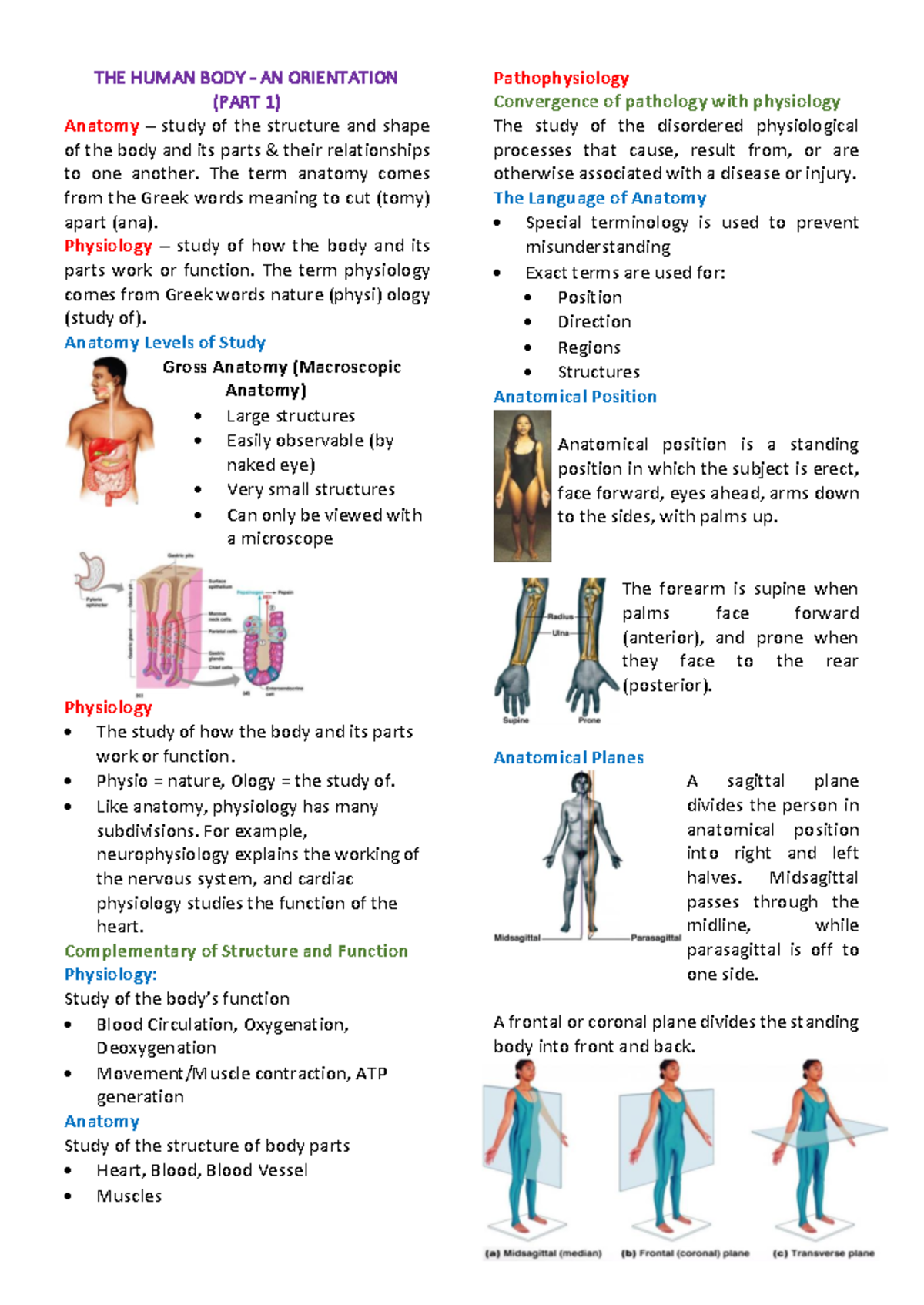 1 The Human Body An Orientation - THE HUMAN BODY - AN ORIENTATION (PART ...