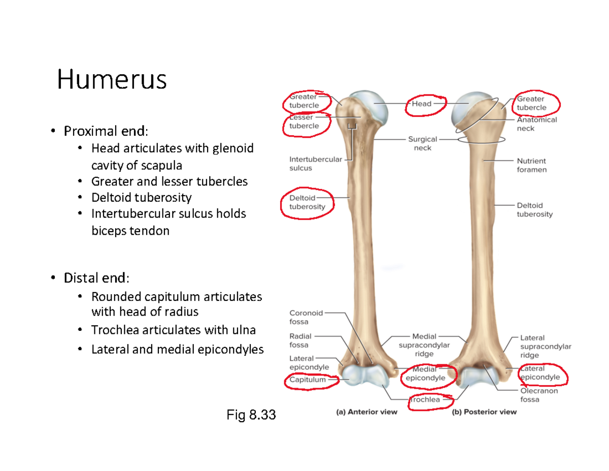 3Unit 8 - Bones and Joints - Humerus Proximal end: Head articulates ...