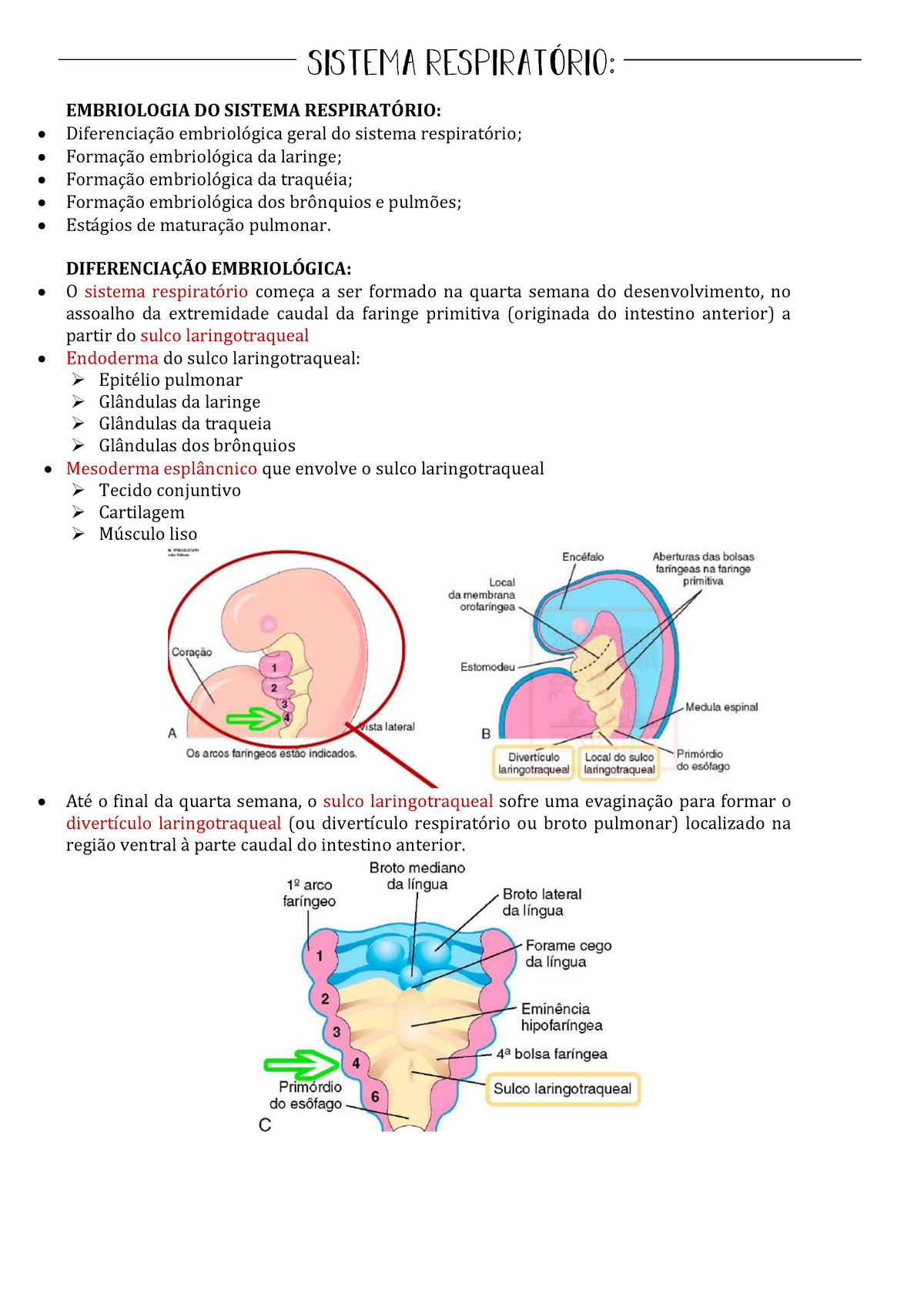 Embriologia do Sistema Respiratório Warning TT undefined function EMBRIOLOGIA StuDocu