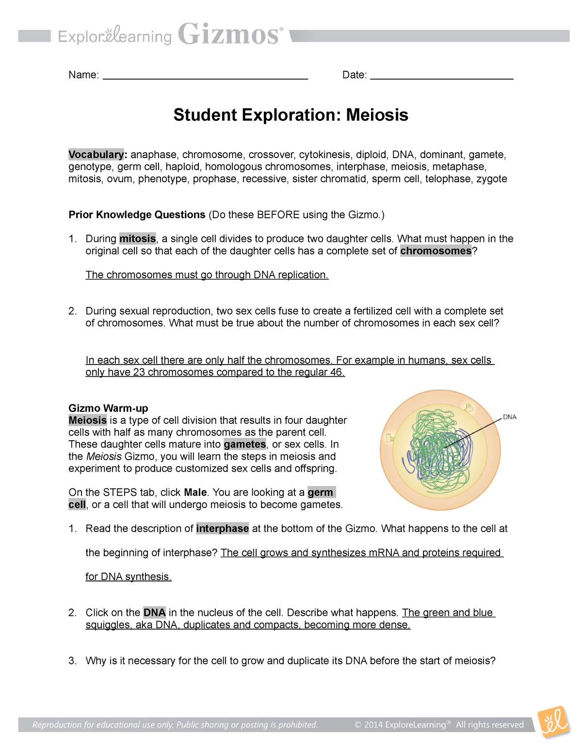 Student Exploration Meiosis Worksheet Answers