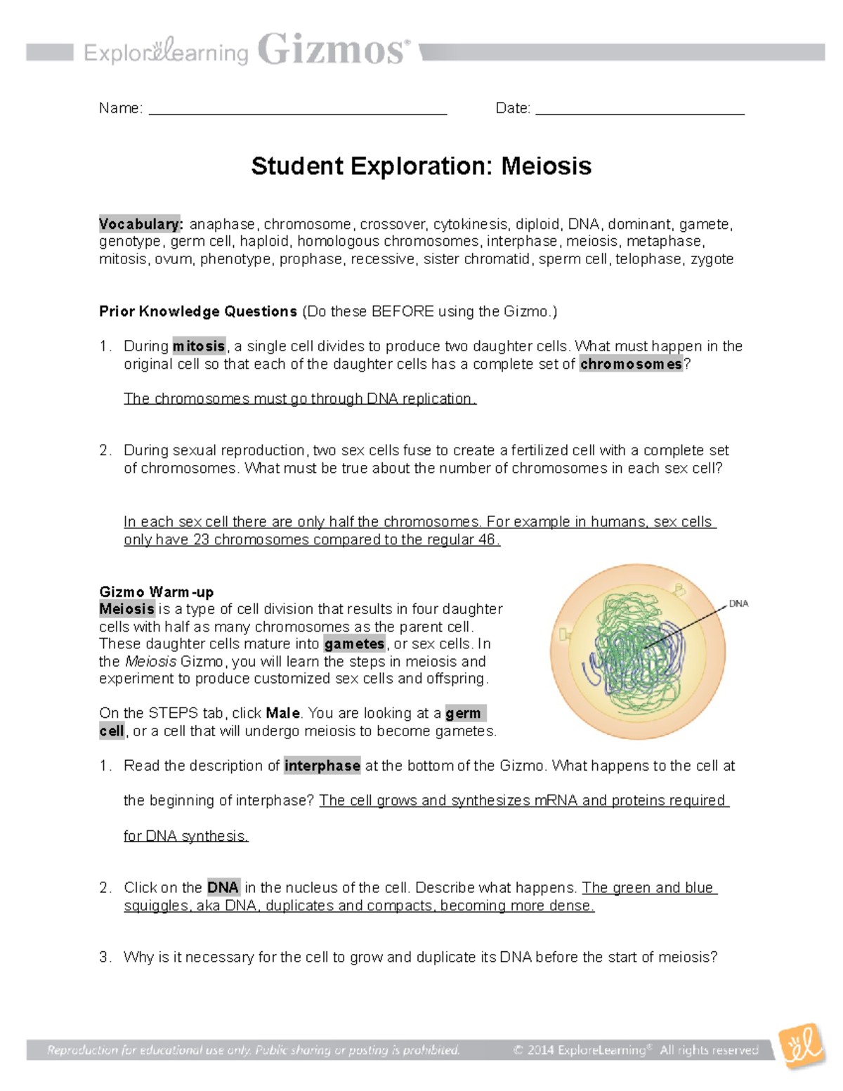 Meiosis Gizmos Lab Name Date Student Exploration Meiosis 