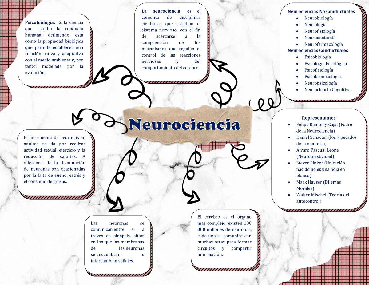Neurociencia Semana 2 - Mapa mental - PsicobiologÌa: Es la ciencia que  estudia la conducta humana, - Studocu