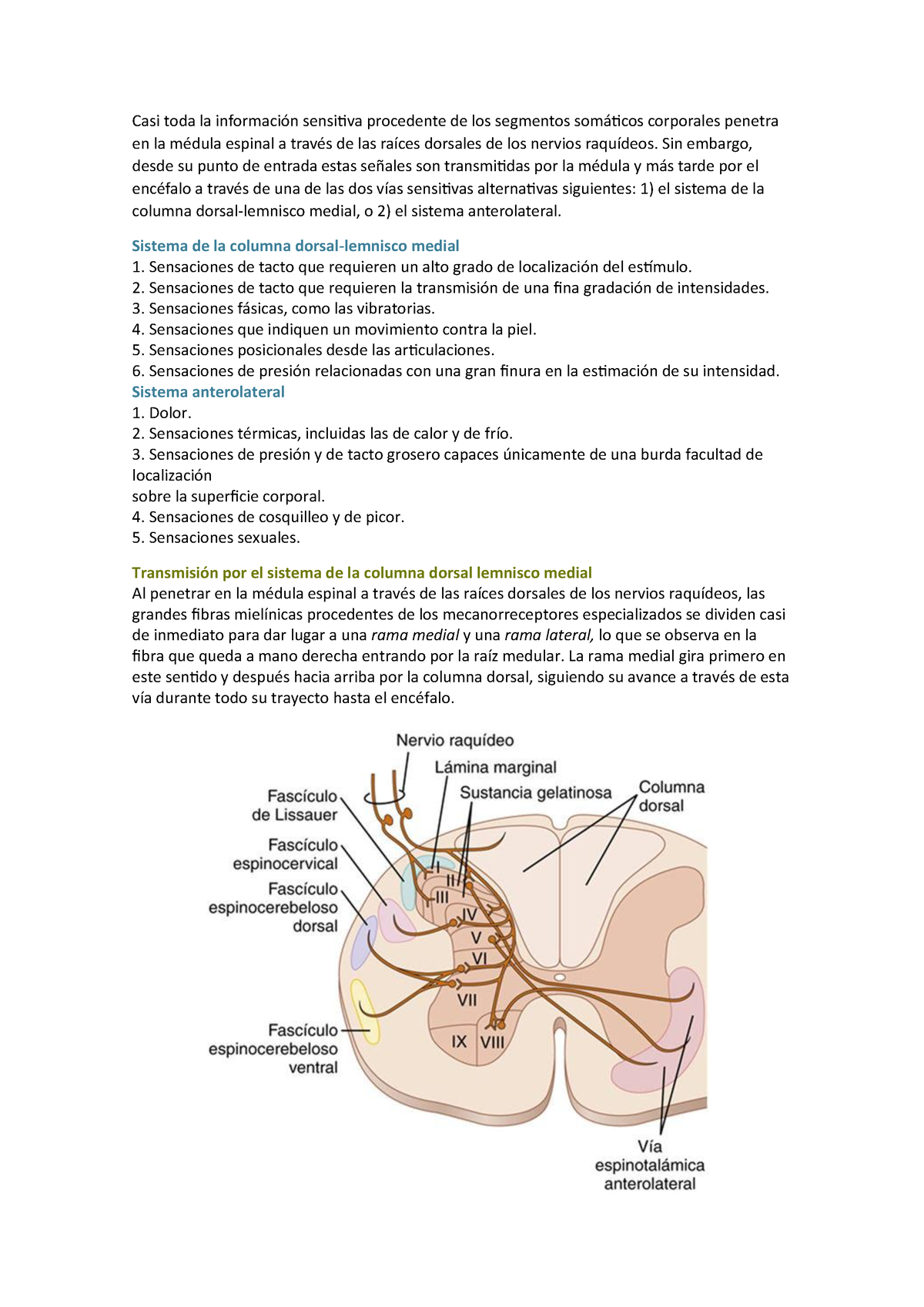 médula lemnisco medial