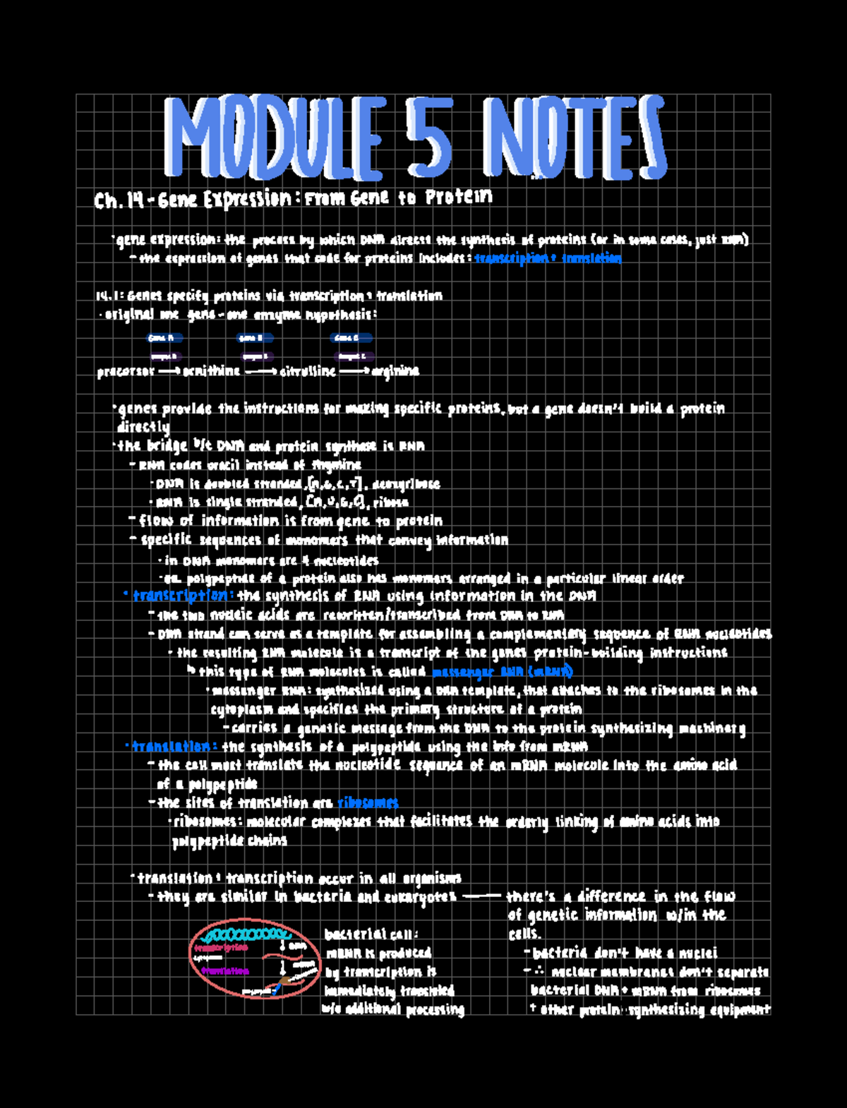 BSC2010: Module 5 Notes - Ch 14 Gene Expression From Gene to protein ...