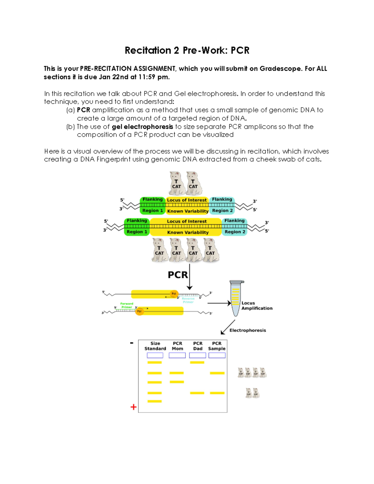 PCR-pre-assignment R2 - Recitation 2 Pre-Work: PCR This is your PRE ...