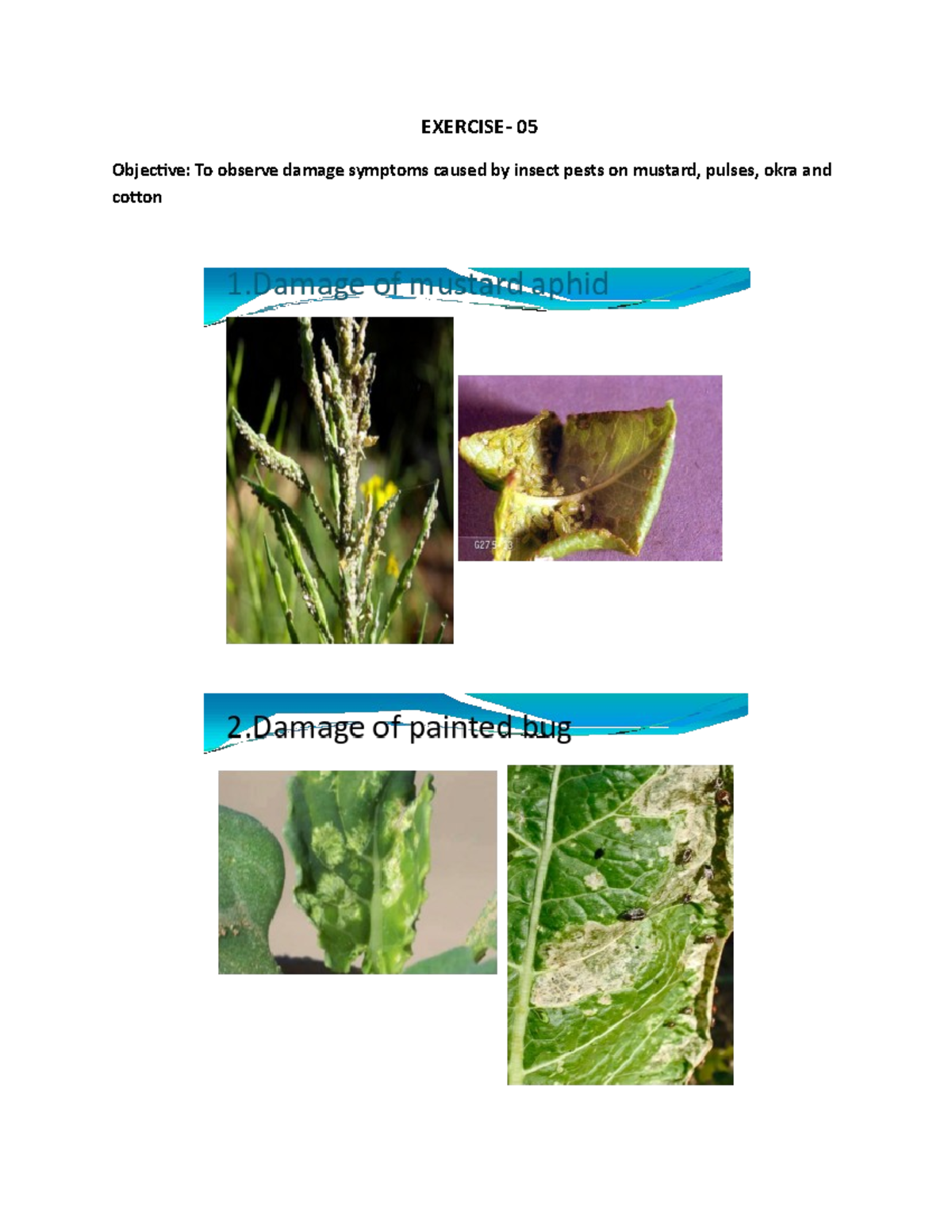 ENT518 Practical Exercise 05 EXERCISE 05 Objective To observe