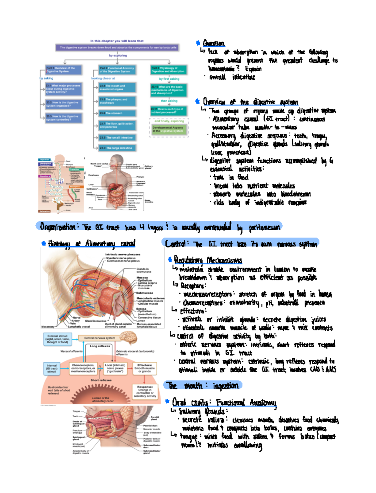 Chapter 23 The Digestive System - Bio 216 - Studocu