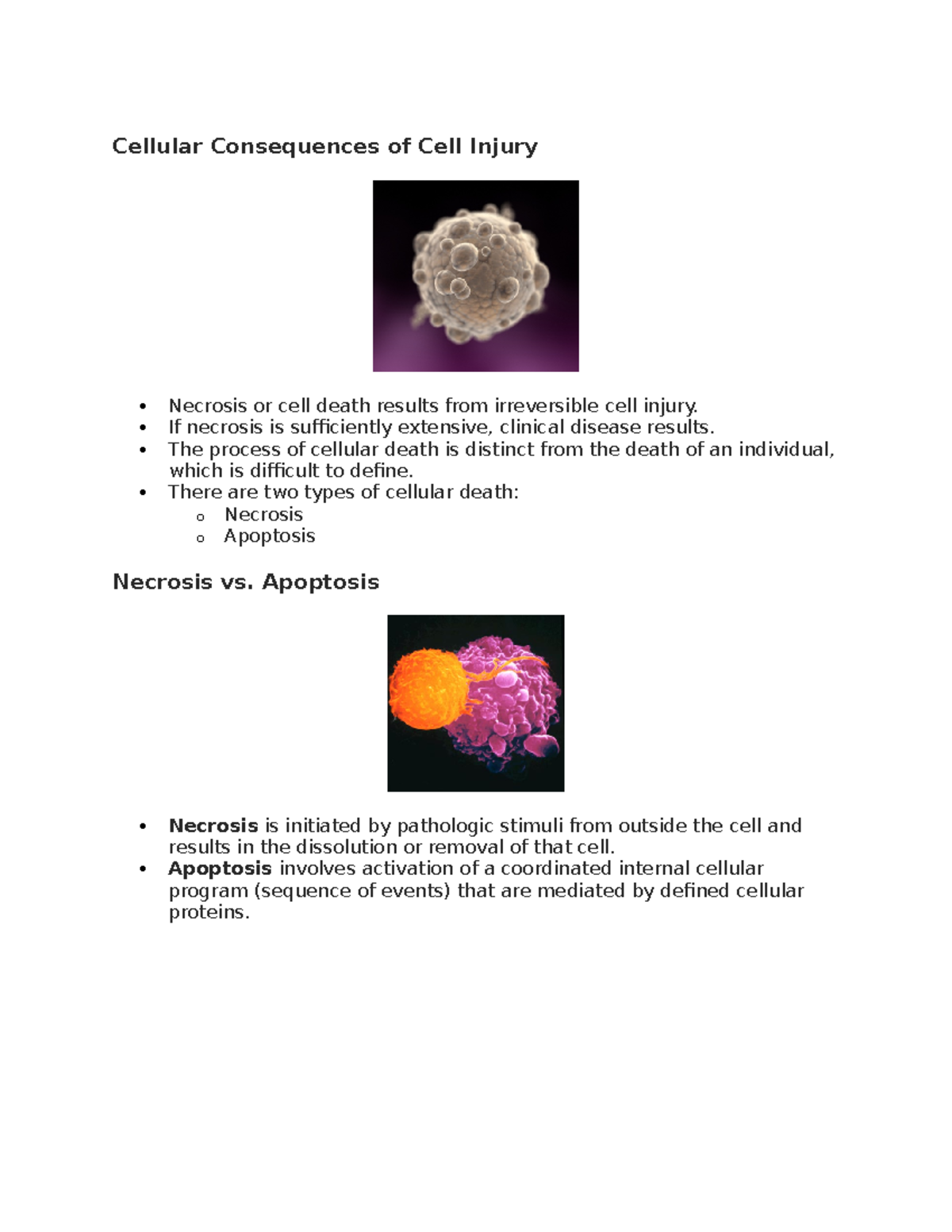 2.8 Necrosis and Apoptosis - Cellular Consequences of Cell Injury ...