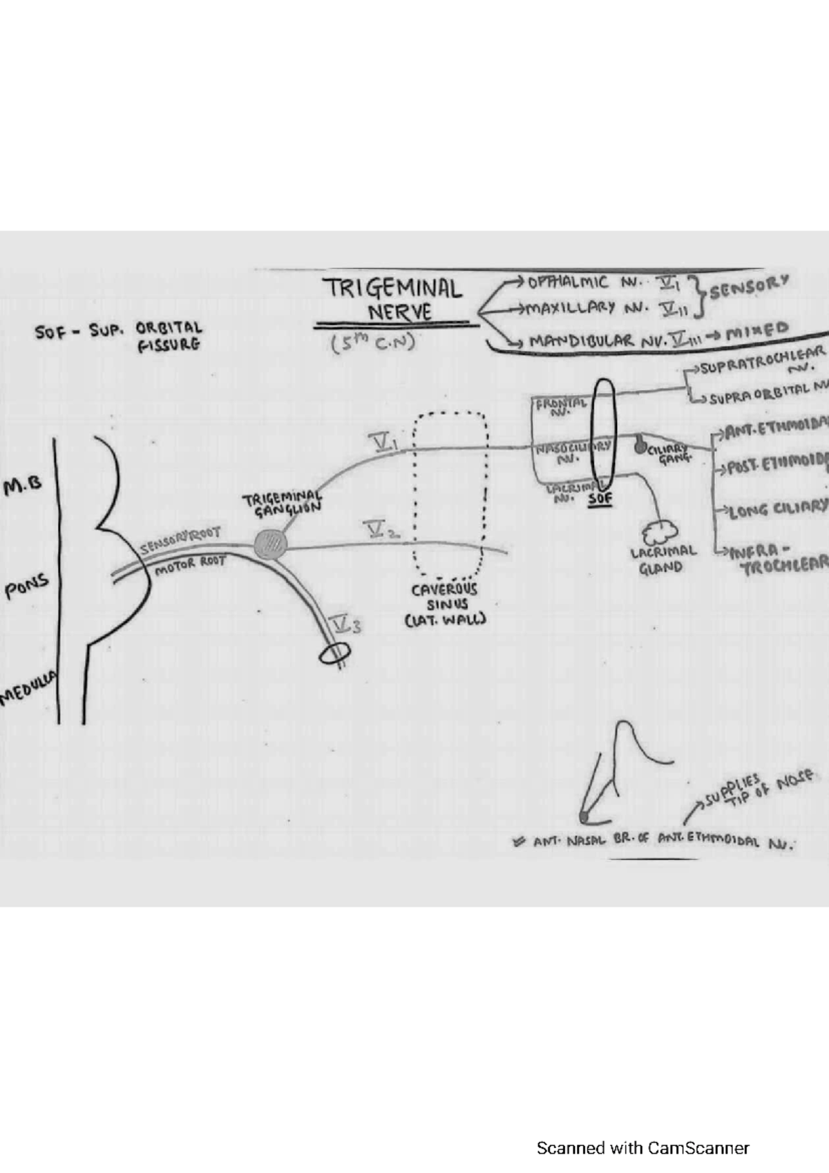Trigeminal nerve - Anatomy - Studocu