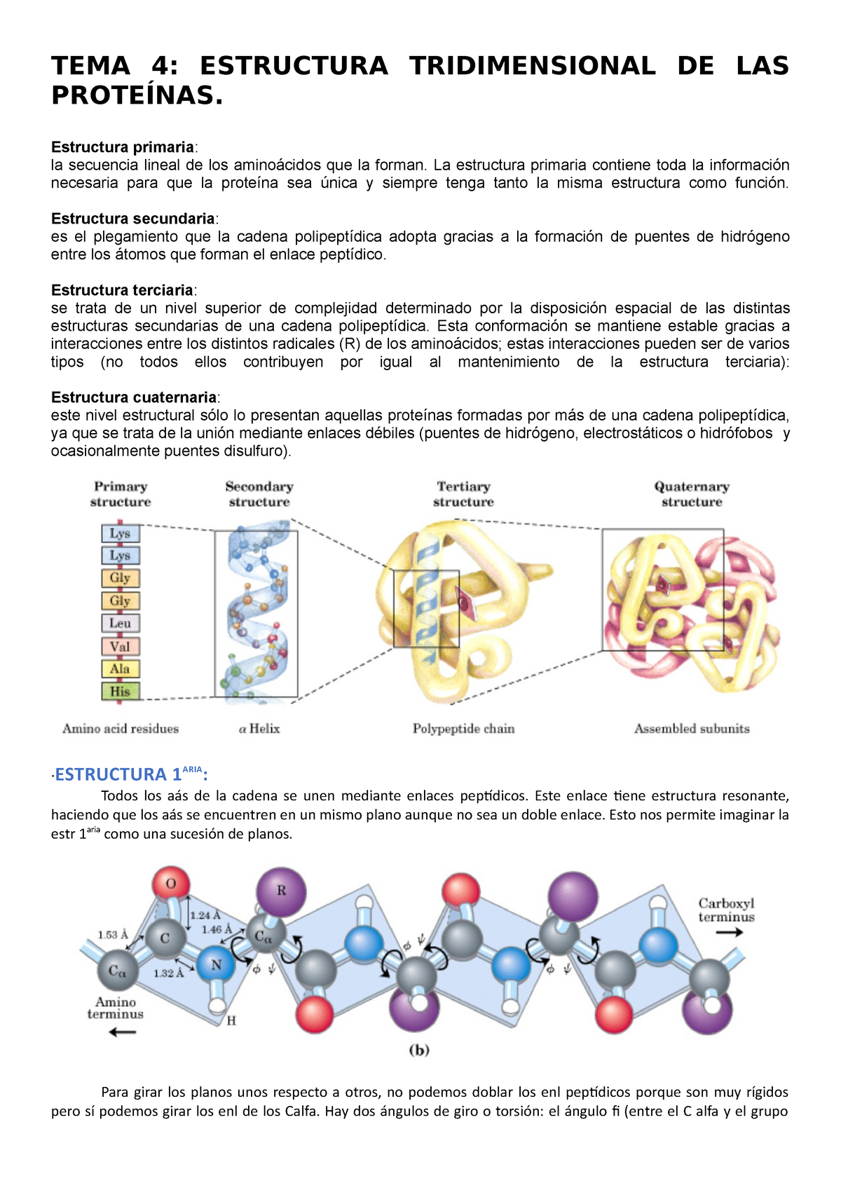 Bioquímica Tema 4 Estructura Proteica Tema 4 Estructura Tridimensional De Las ProteÍnas 4480