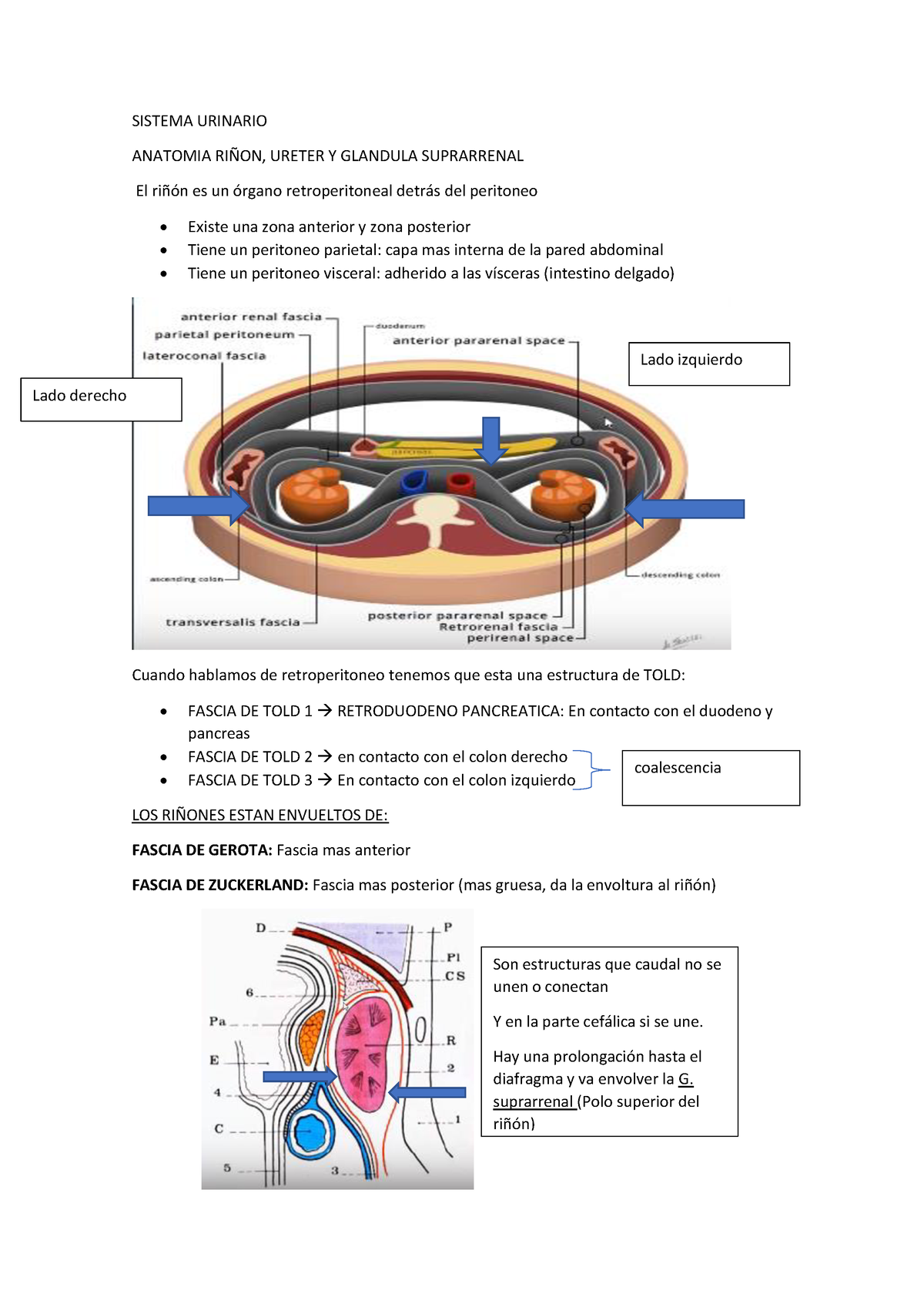 Macro 1er Parcial Teoría Sistema Urinario Anatomia RiÑon Ureter Y Glandula Suprarrenal El 2045