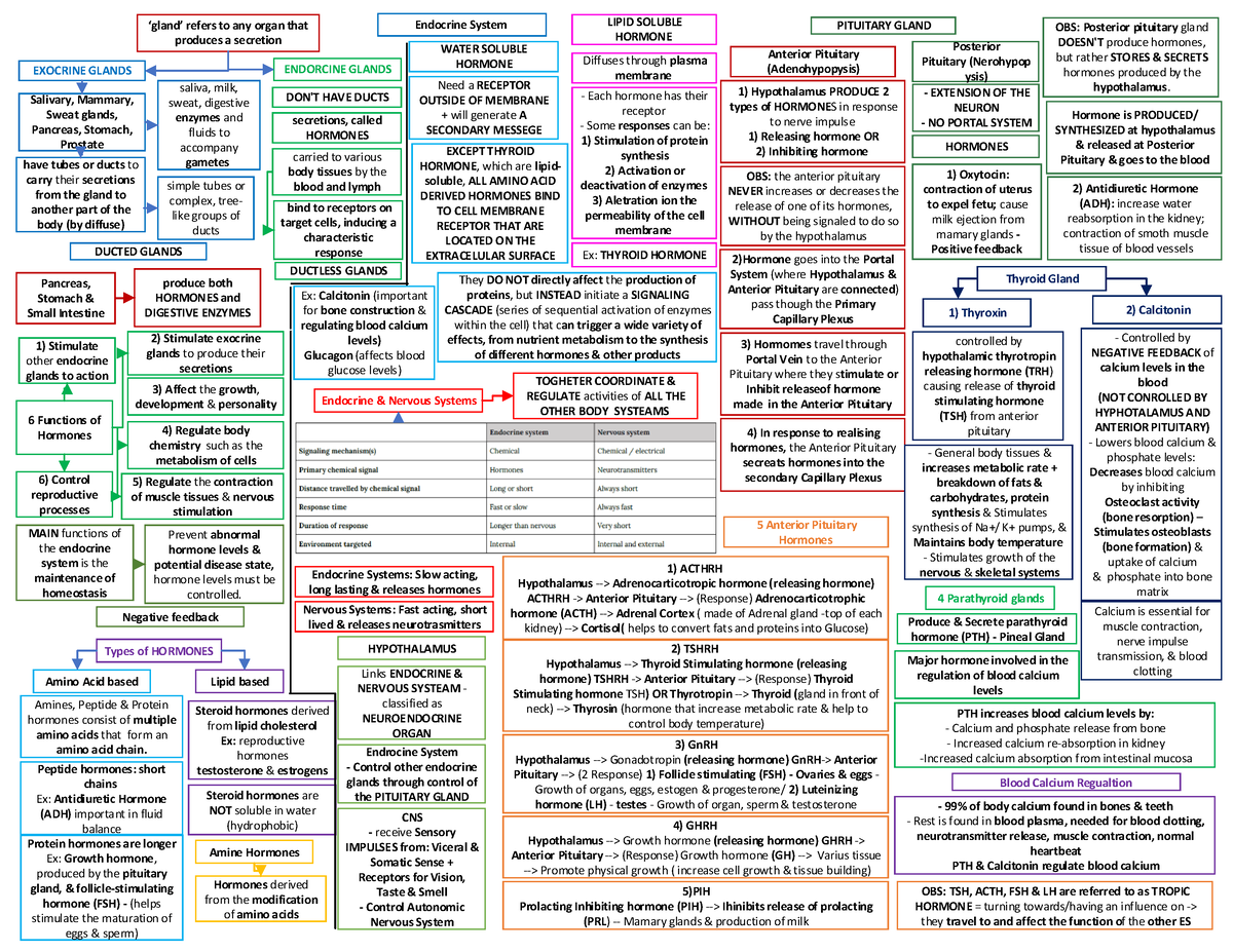 Unit 1- Endocrine System part 1 - Endocrine System Salivary, Mammary ...