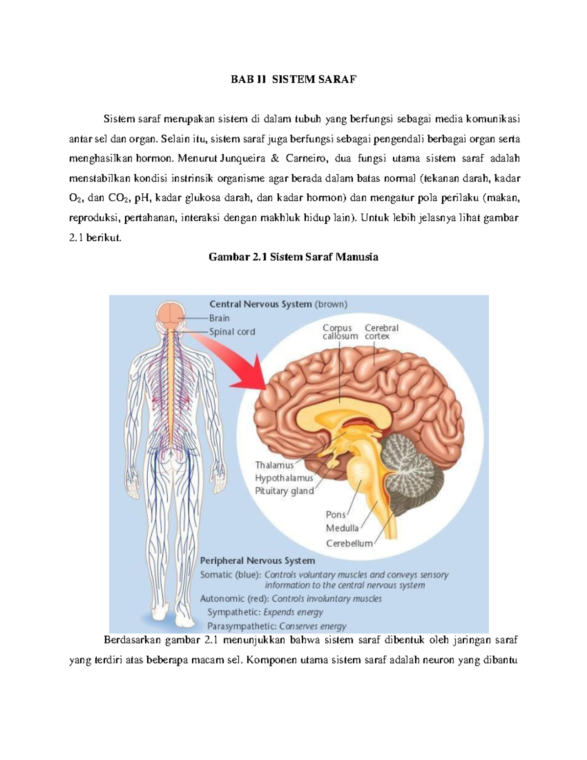 Sistem Saraf Bab Ii Sistem Saraf Sistem Saraf Merupakan Sistem Di