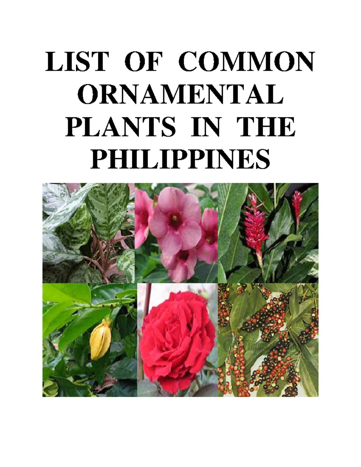 List Of Common Ornamental Plants In The Philippines LIST OF COMMON 