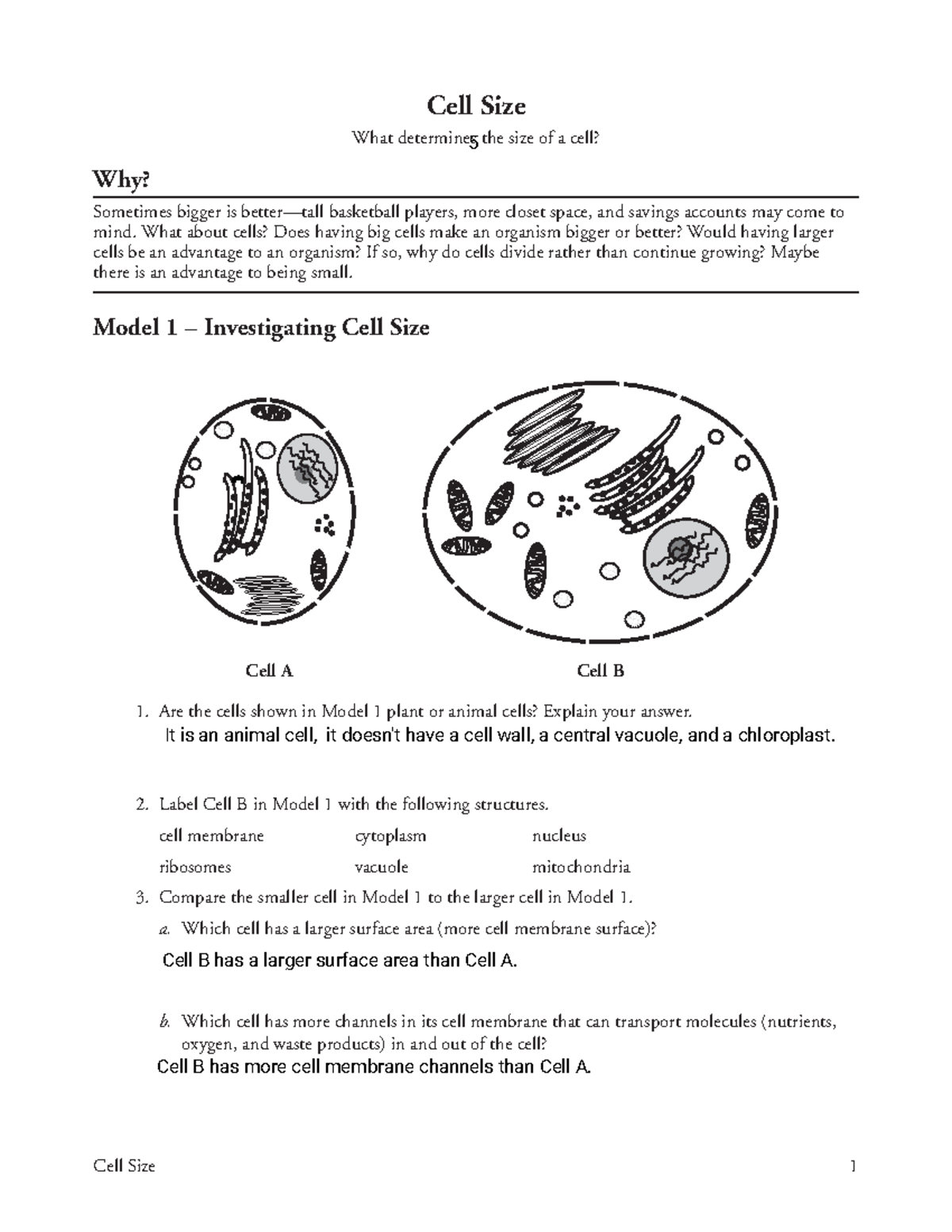 Kami Export - Fabio Duranflores - Cell Size Pogil - Cell Size 1 Cell ...