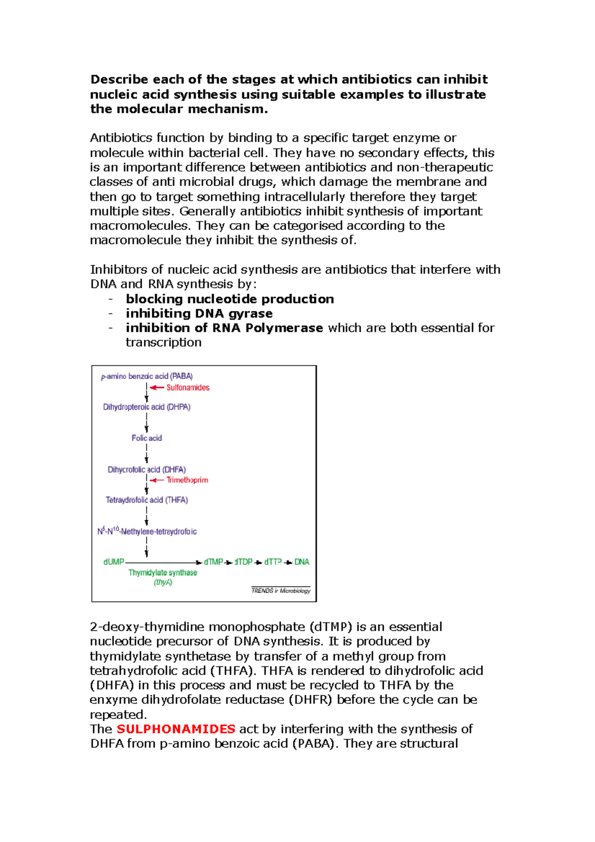 Antibiotics inhibitors of Nucleic Acid Describe each of the stages at