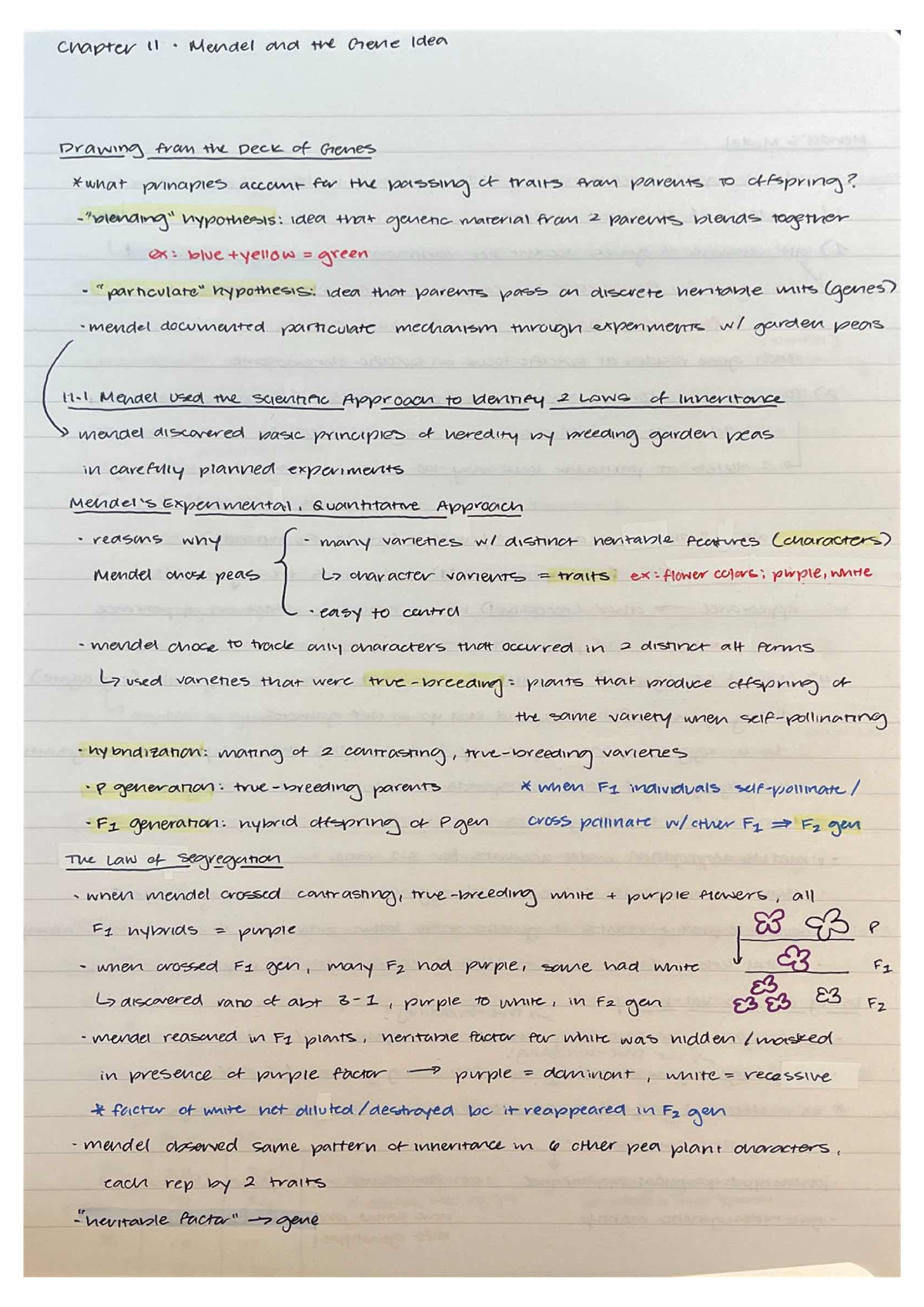 Chapter 11 - Mendel And The Gene Idea - Studocu