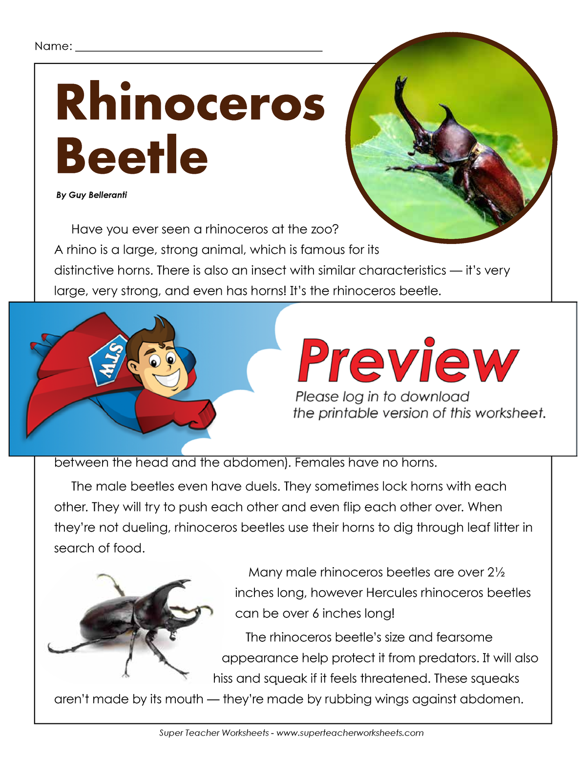 6th-rhinoceros-beetle - Have you ever seen a rhinoceros at the zoo? A