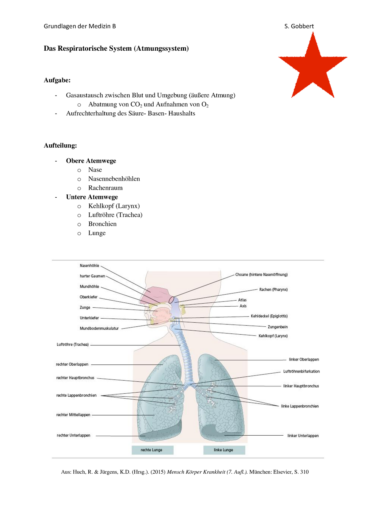 Das Respiratorische System - Grundlagen der Medizin B ...