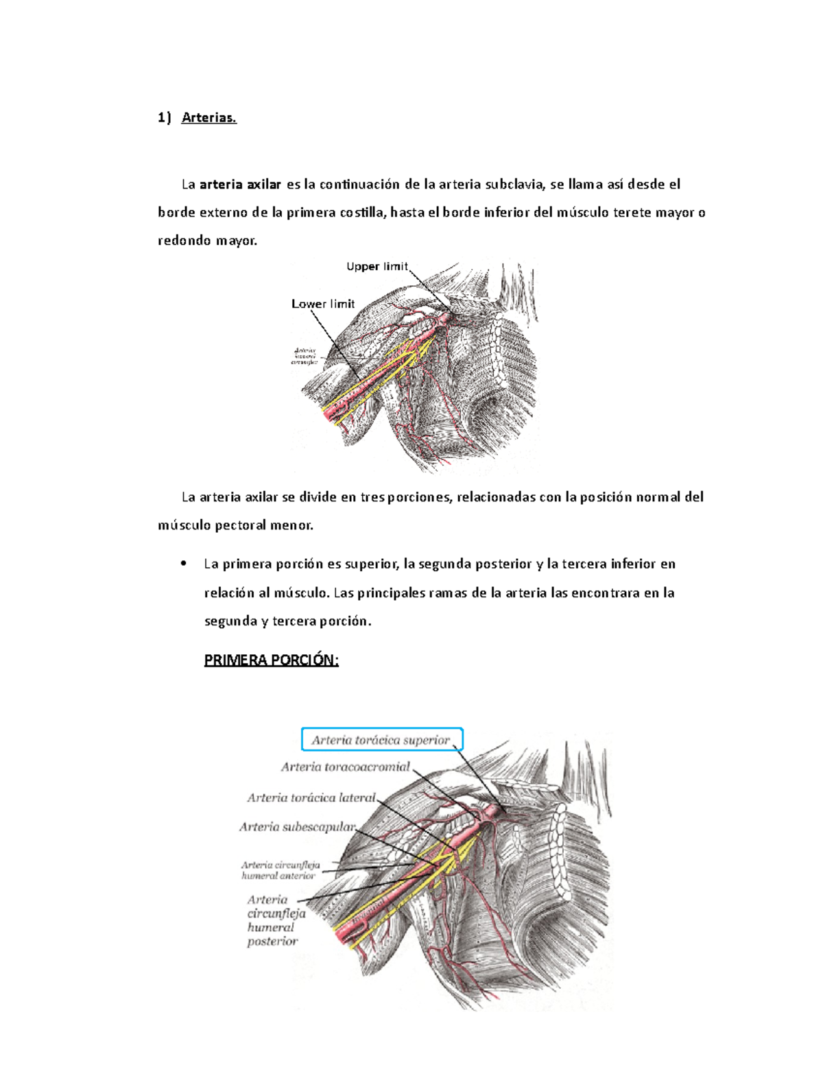 cadáver de la arteria toracoacromial