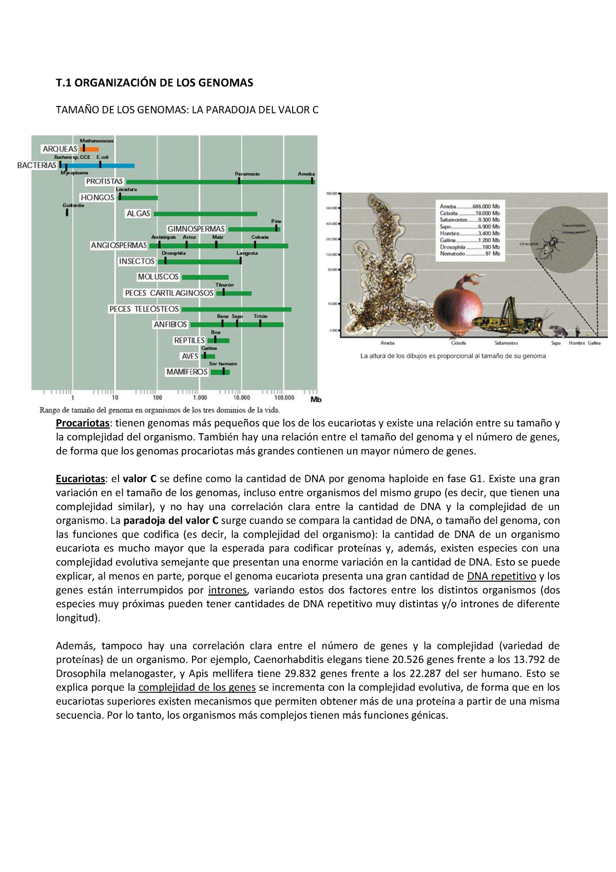 Apuntes - T ORGANIZACI”N DE LOS GENOMAS TAMA—O DE LOS GENOMAS: LA ...